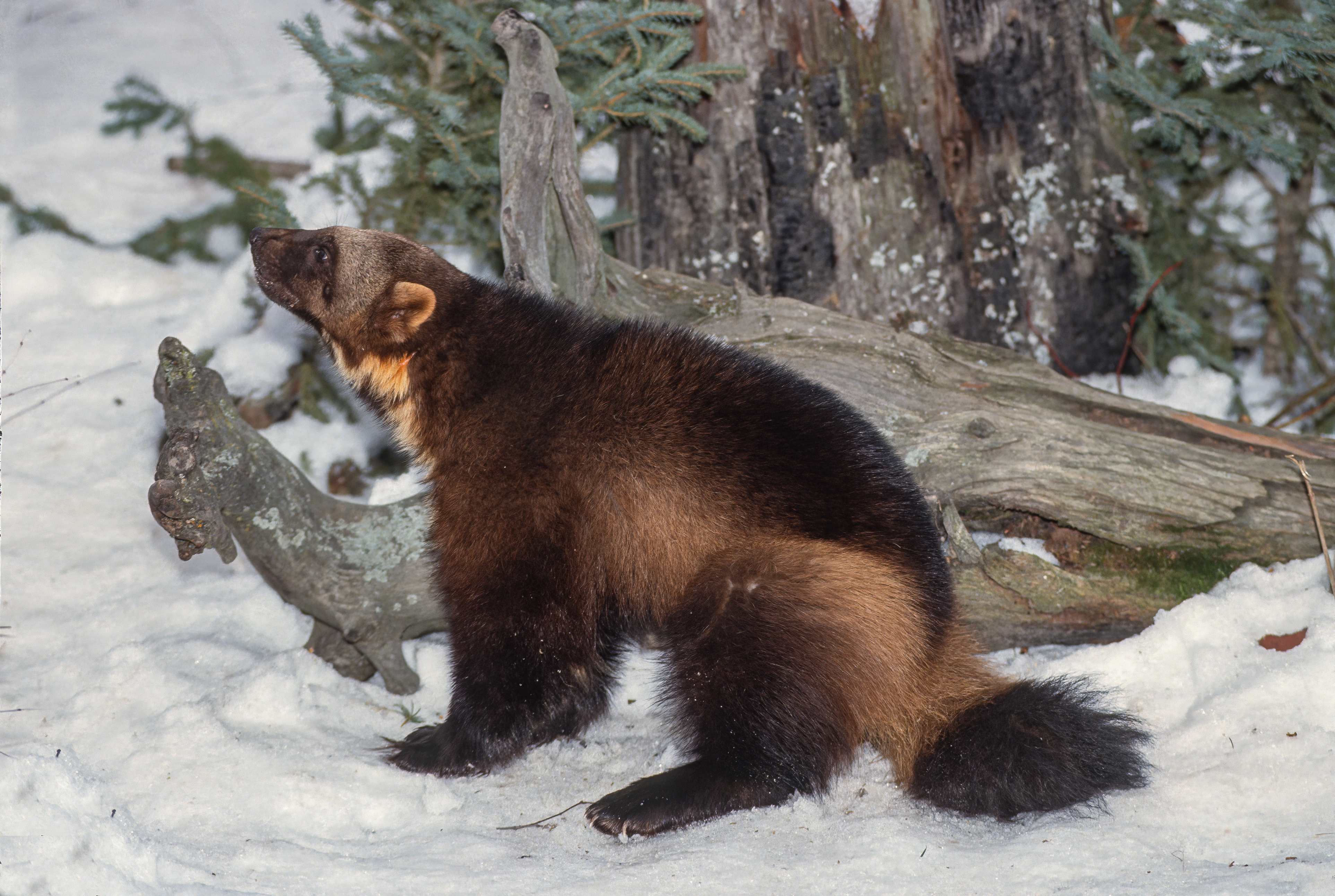 A wolverine will eat almost anything