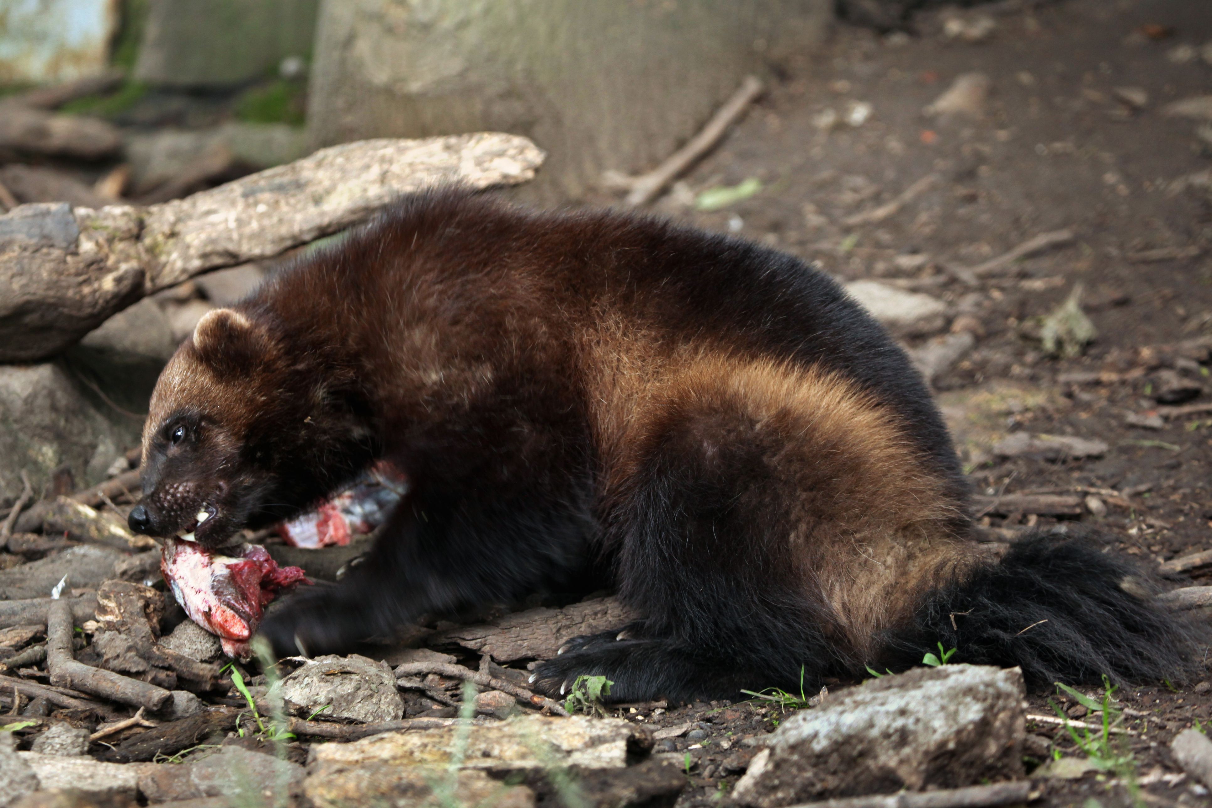 Wolverine eating