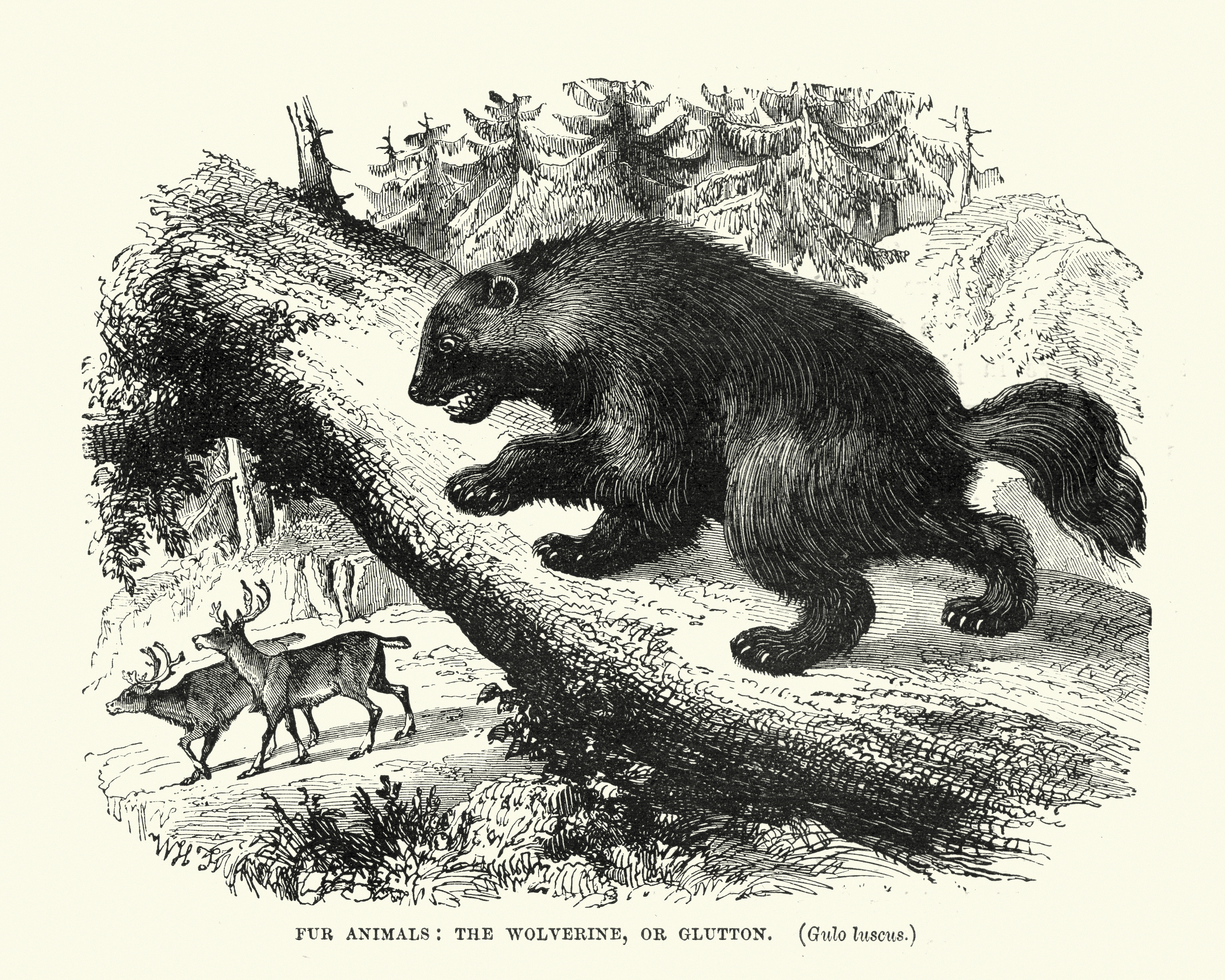 Wolveriens have been nicknamed Gluttons