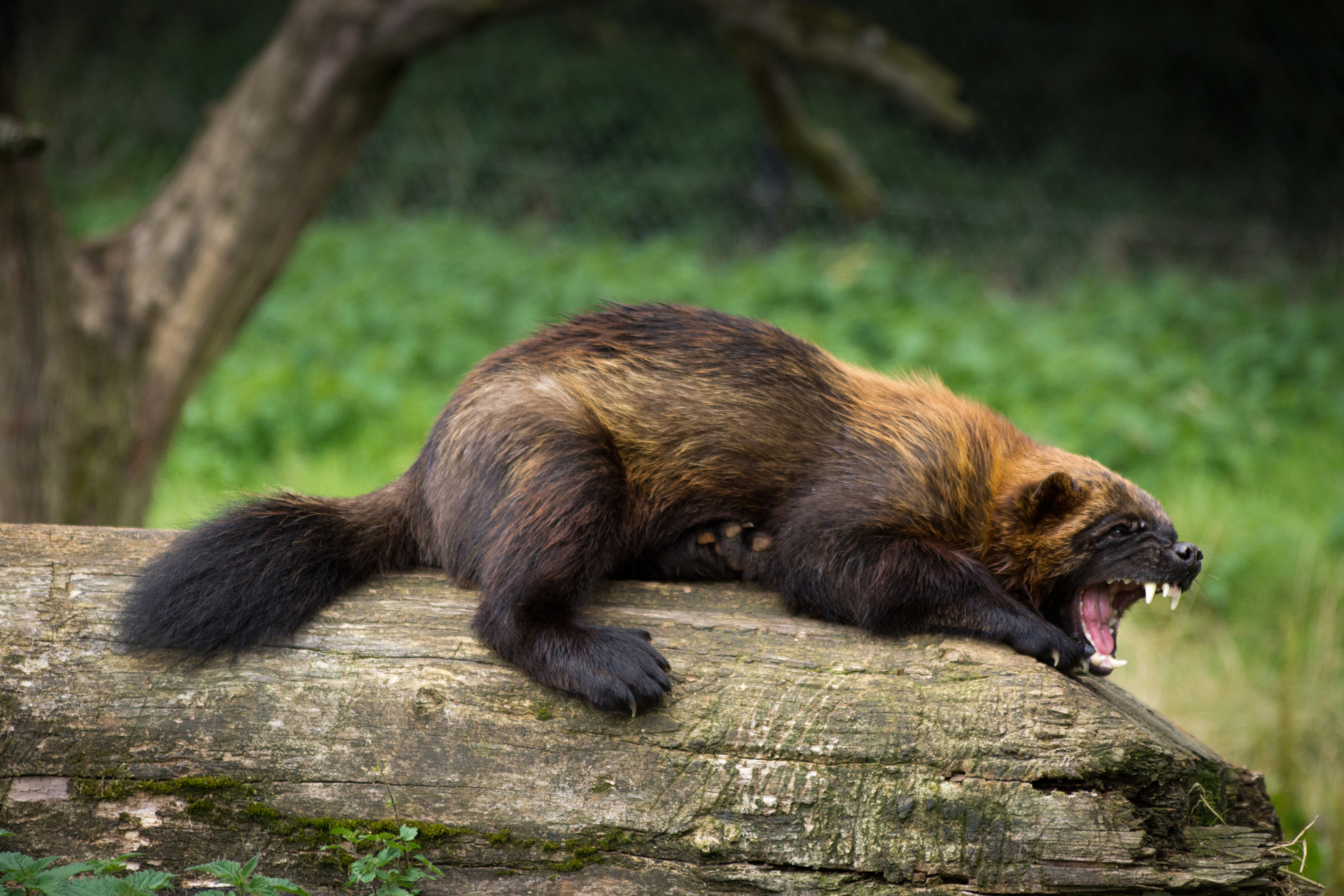 Wolverines are solitary animals