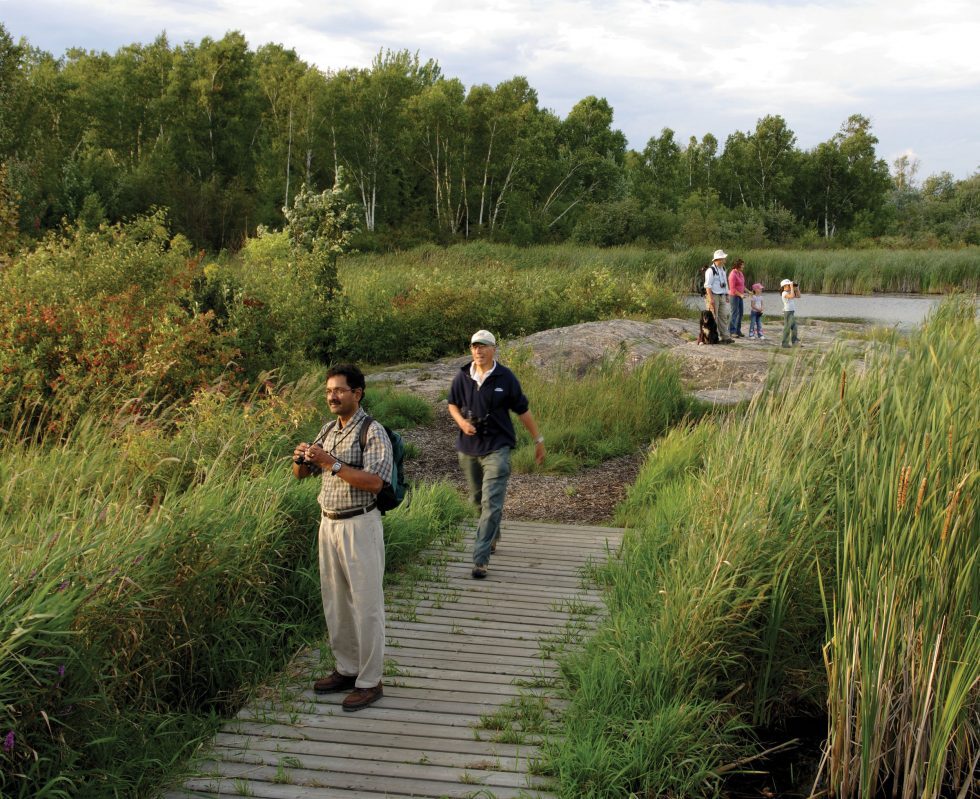Several people walking on a boardwalk through conservation area, some holding or looking through binoculars. They are surrounded by tall marsh grasses with green forest in the distance.