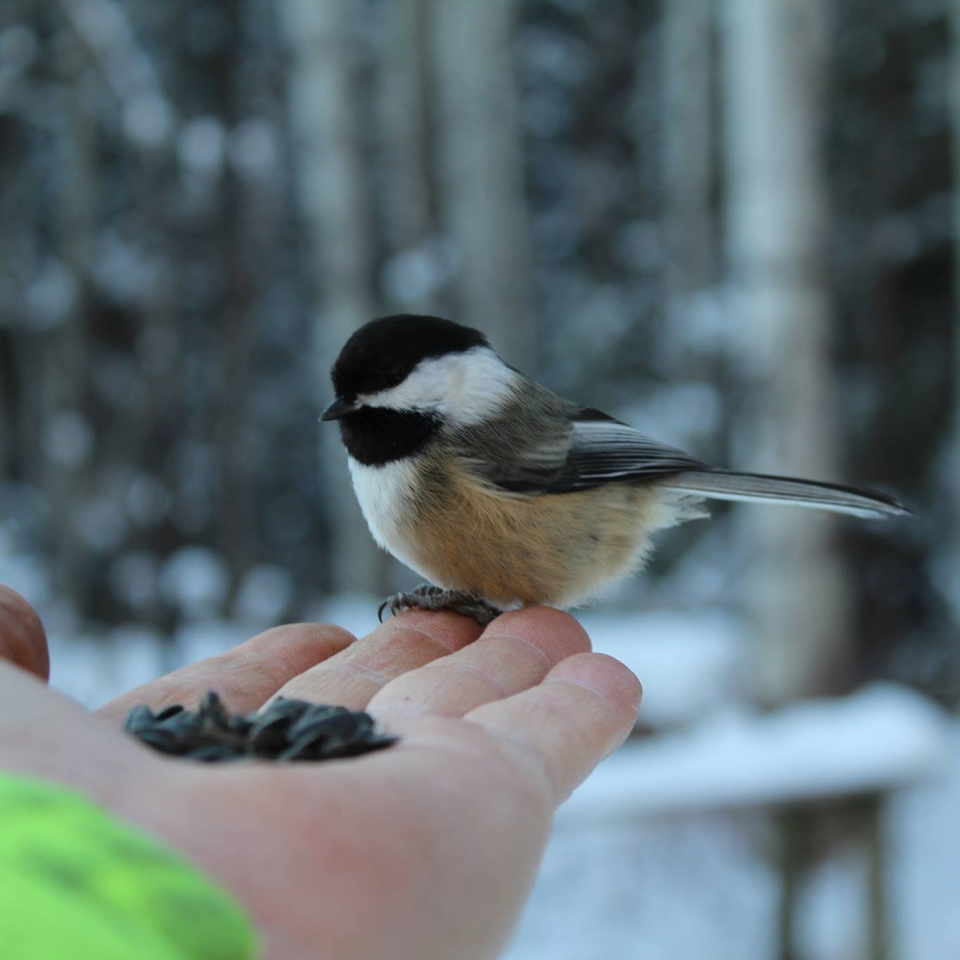 A closeup of a chickadee resting on the fingertips of a hand holding some birdseed. Snow and forest are in the background. 