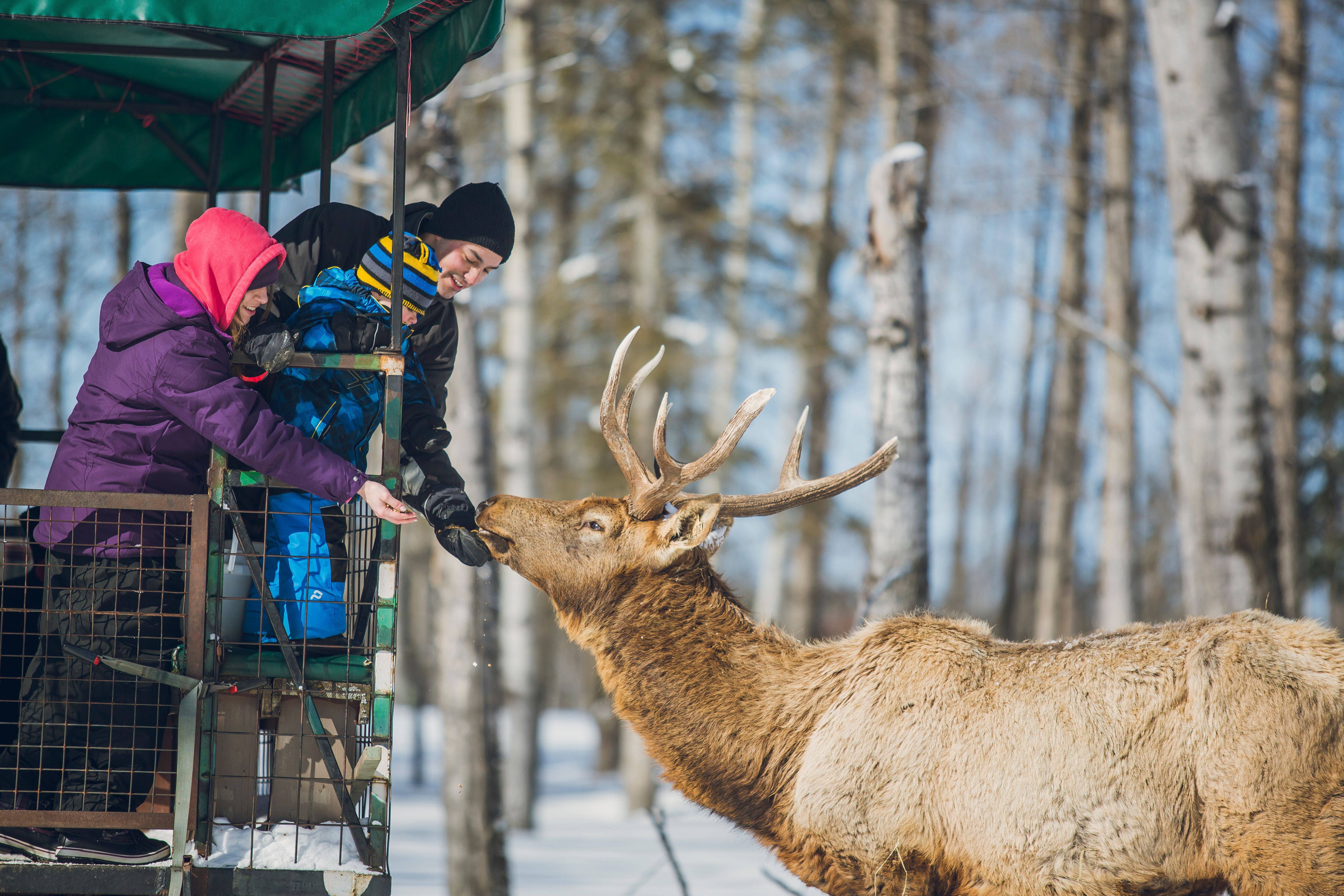 two adults and a small child in outdoor winter clothing smile as they reach over a fence to feed an elk with their hands. There is snowy forest in the background.
