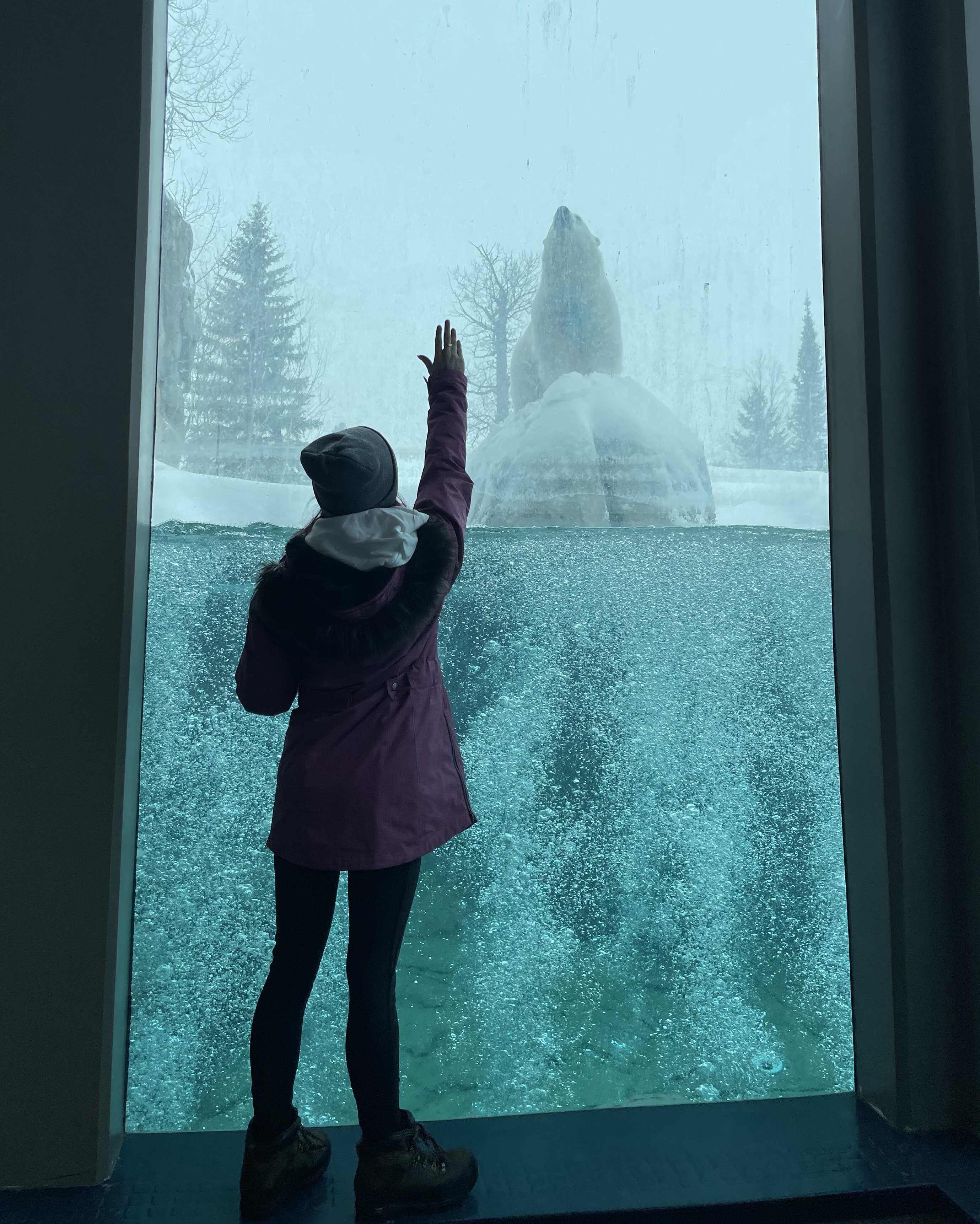 a person standing with their hand on a glass window that looks into the Cochrane Polar Bear Habitat. There is a polar bear sitting on a large piece of ice surronded by light blue water on the other side of the glass.