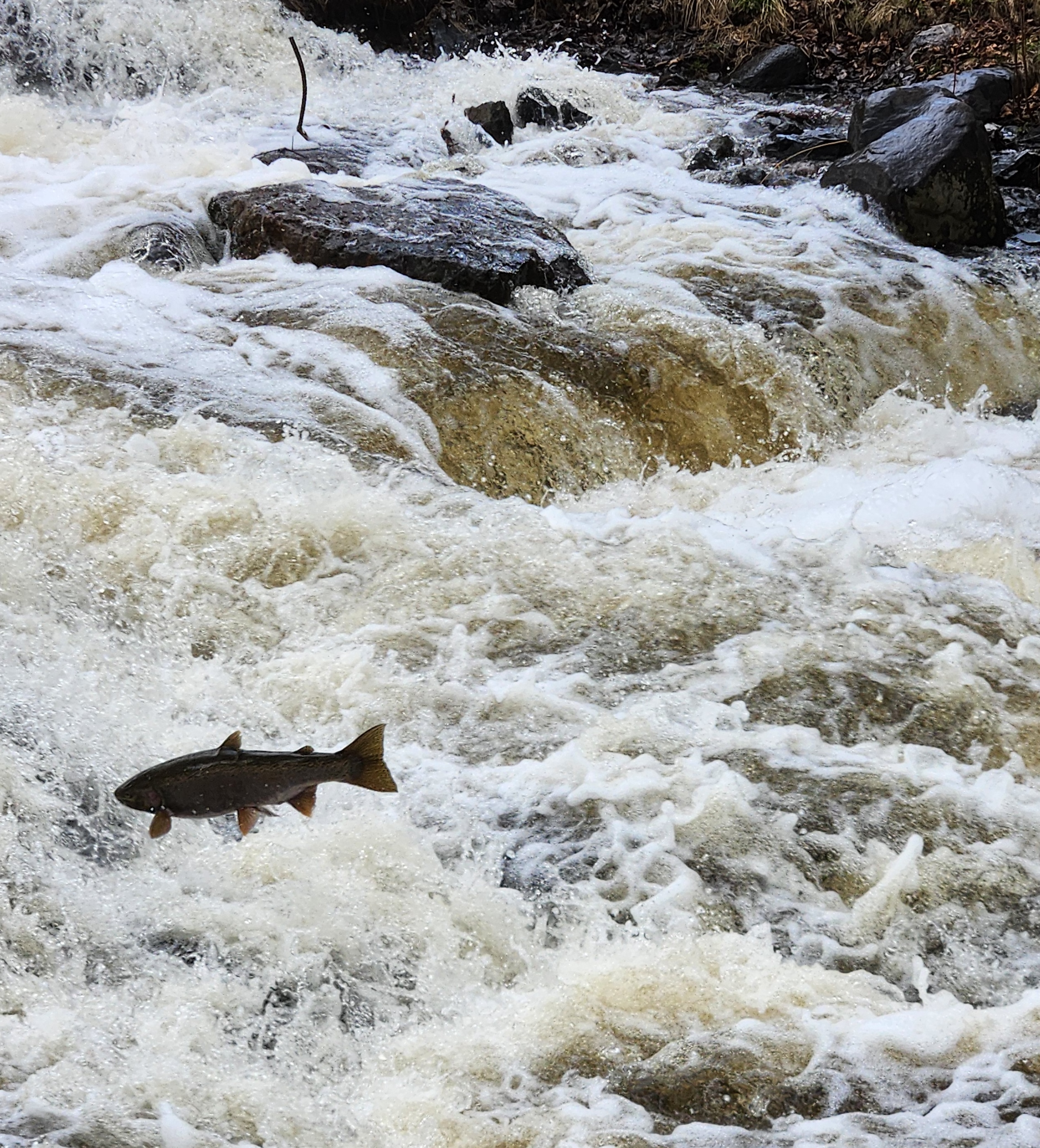 a fish jumping up rushing rapids next to rocky banks in McVicar Creek