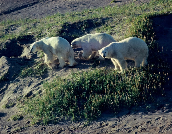 Polar bears in Ontario