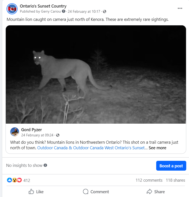 Mountain lion in Northwestern Ontario