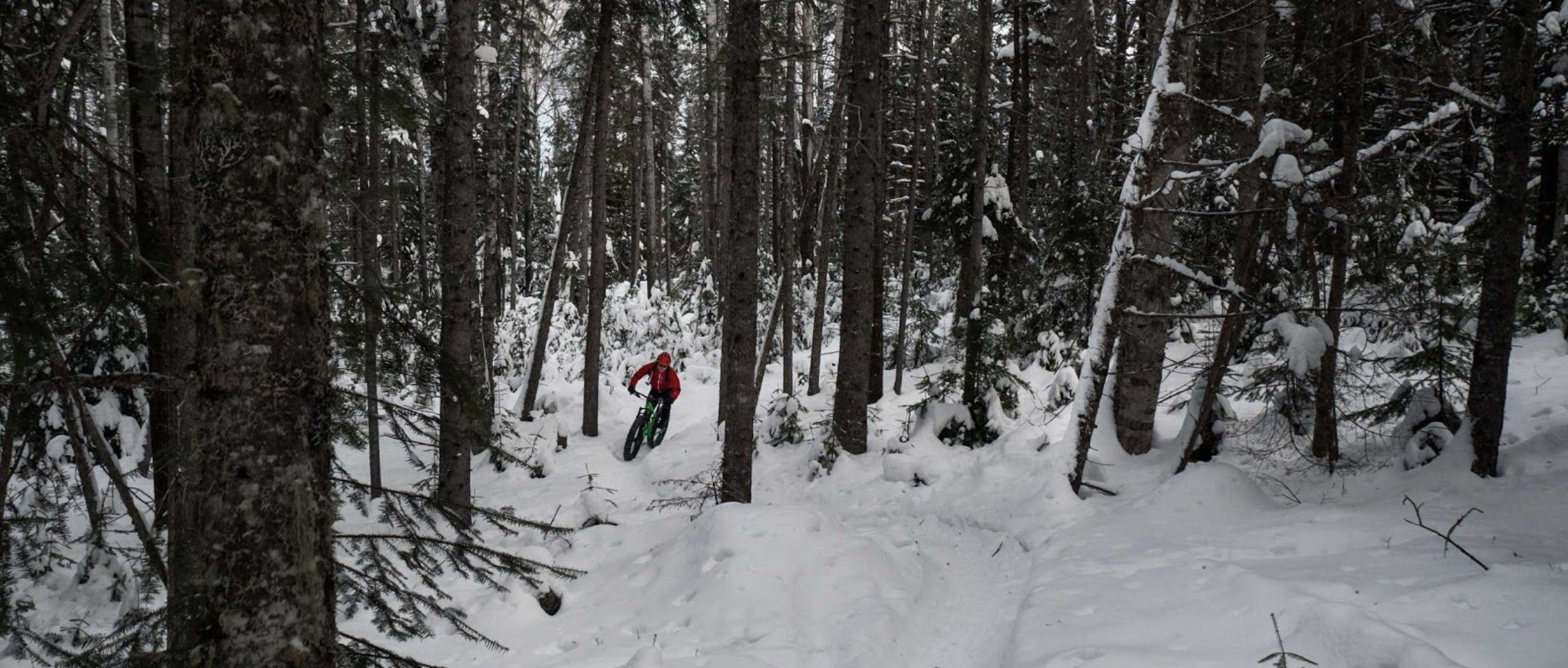 a fatbiker rides on a snowy trail through thick spruce forest