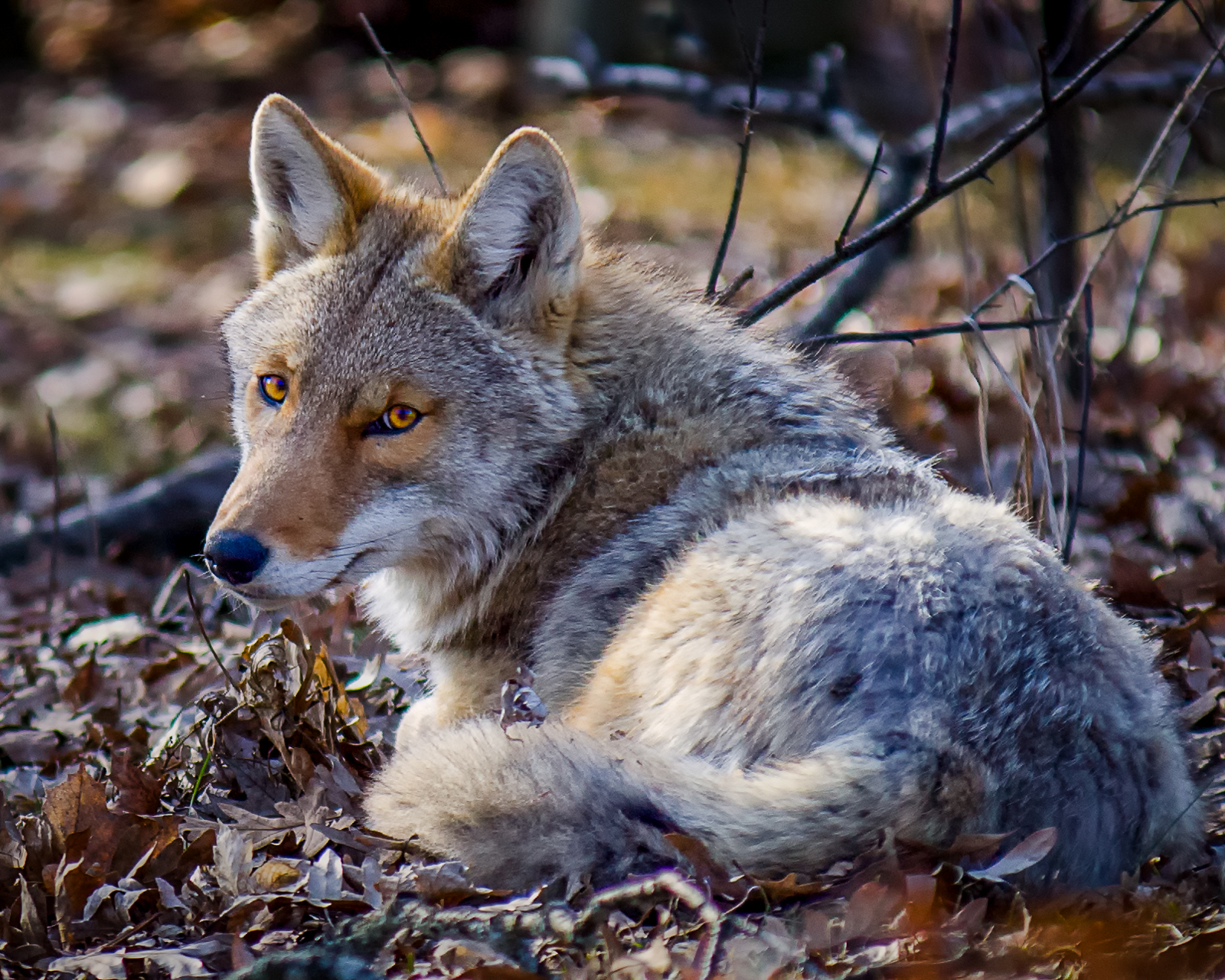 A coywolf; a light brown and grey wolf-coyote cross laying curled up on the forest floor, looking over its should directly at the camera. 