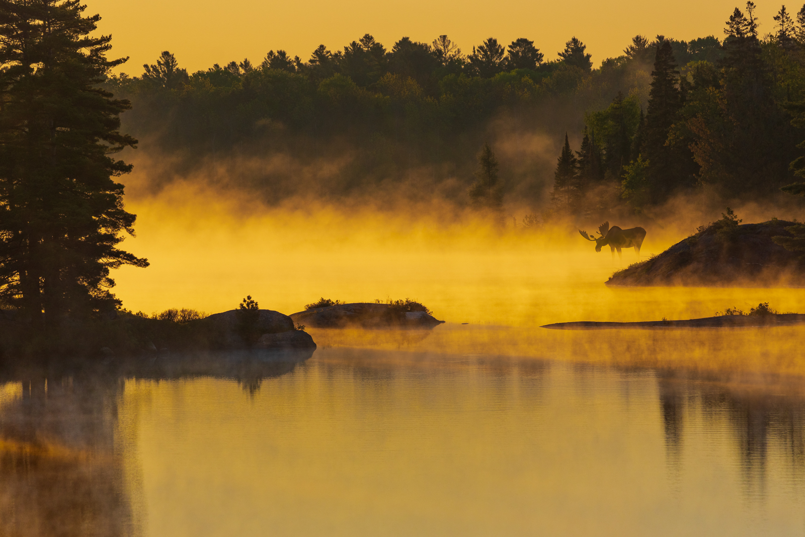a glassy lake covered in mist at sunrise, with rocky shores and forest silhouetted against the soft light. On the far bank, there is an outline of a large bull moose standing in the mist.