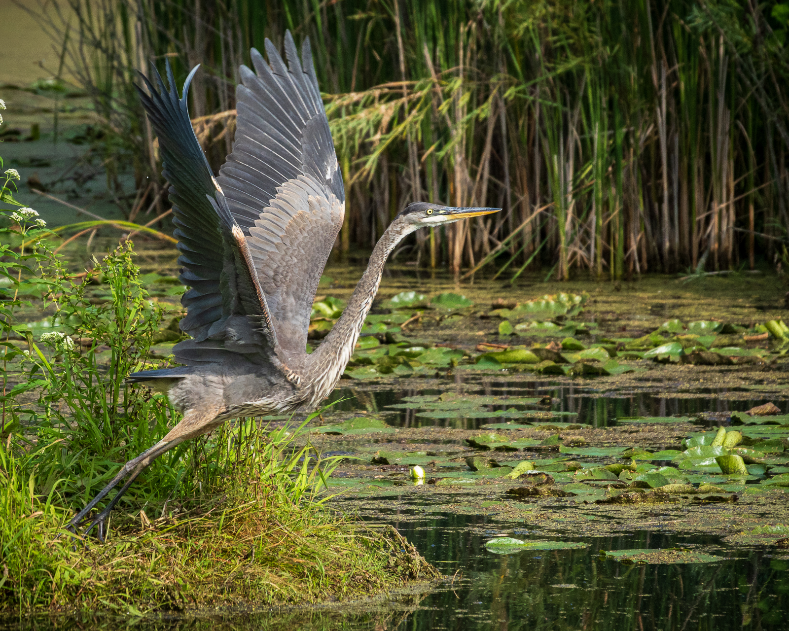 a heron spreading its wings to take flight out of a marsh