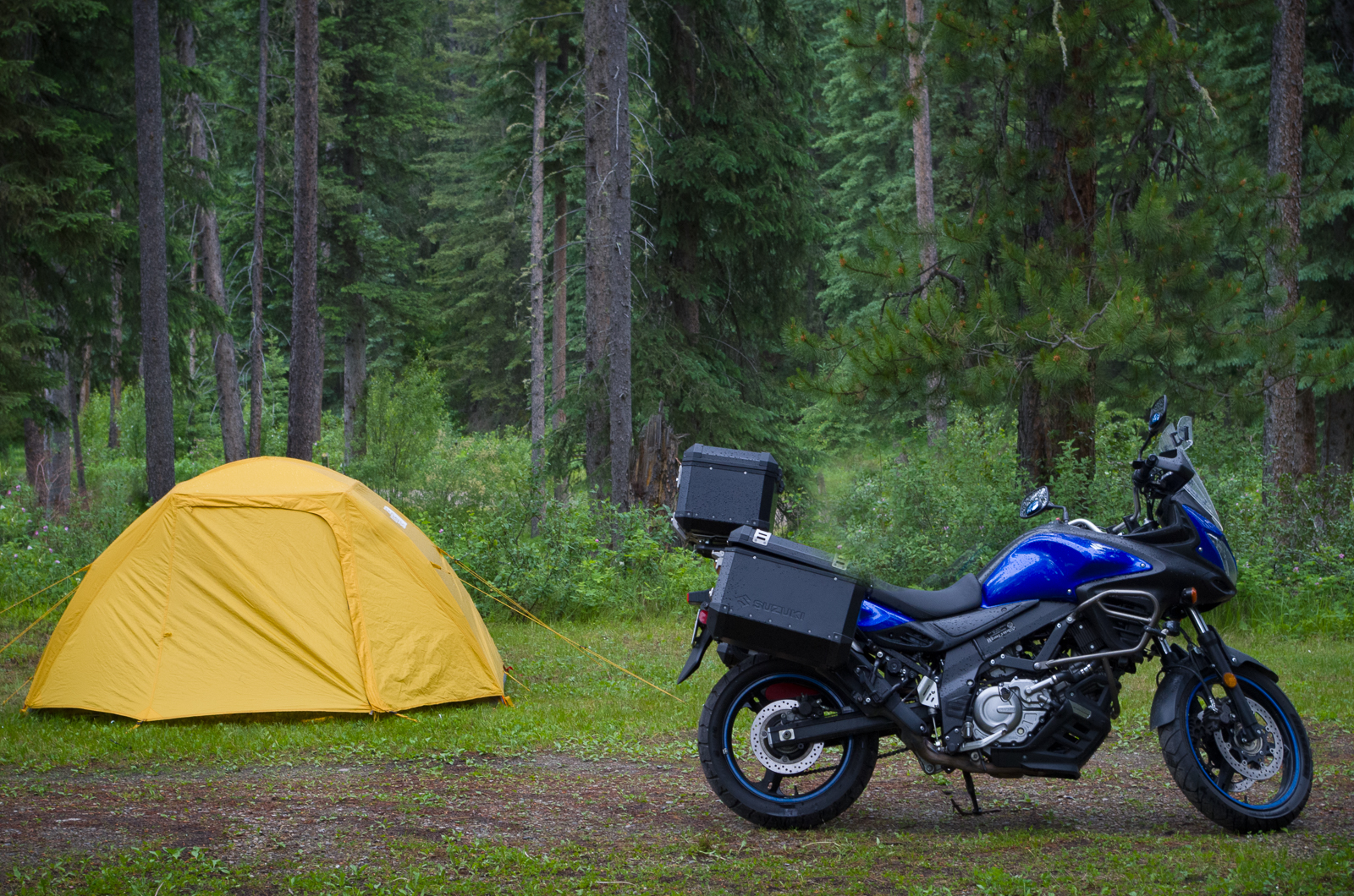 a blue motorcycle parked next to a small yellow tent, surrounded by thick, lush green forest on a wet day.