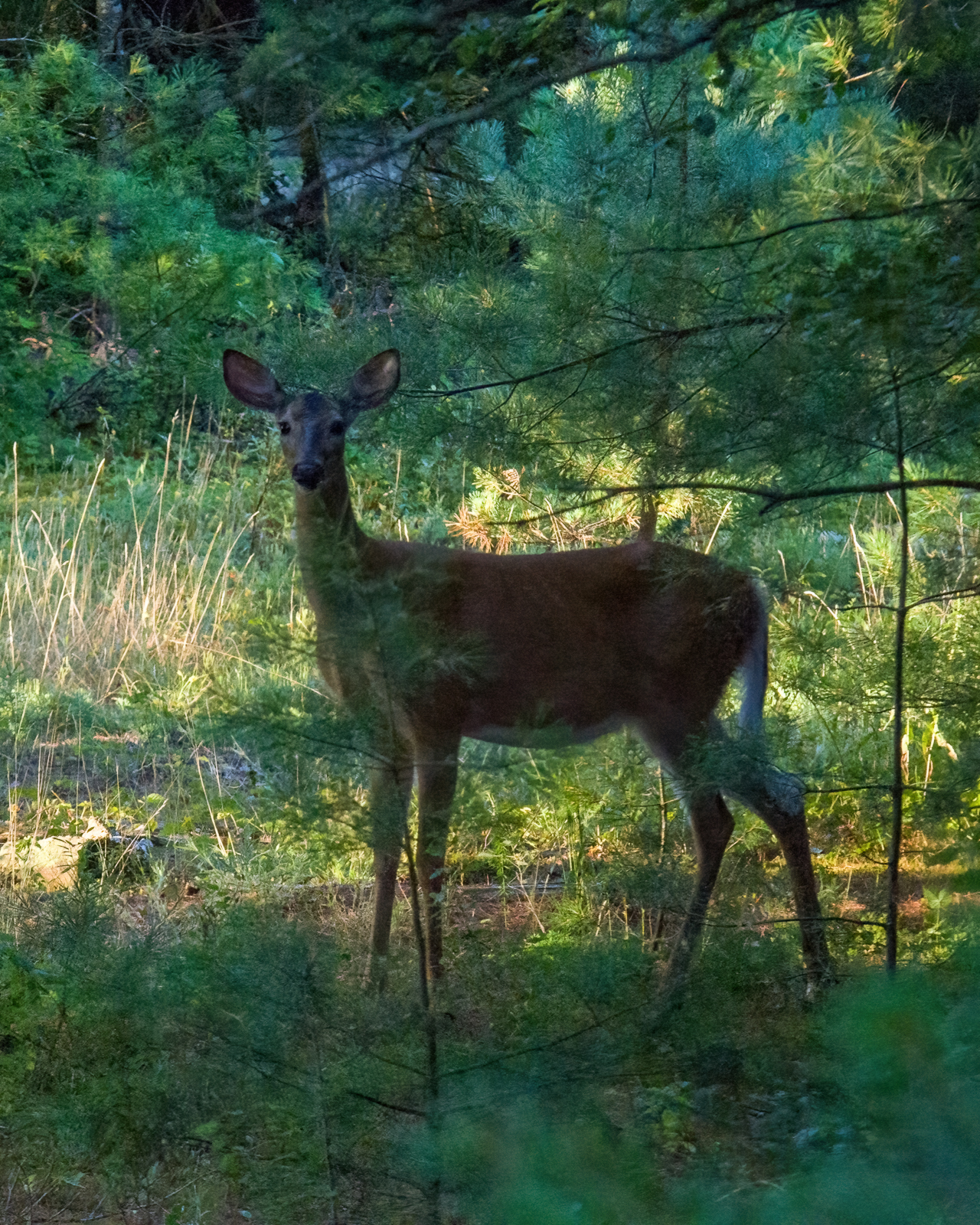 a deer stepping into a clearing in some very green pine forest, looking at the camera with ears held high.