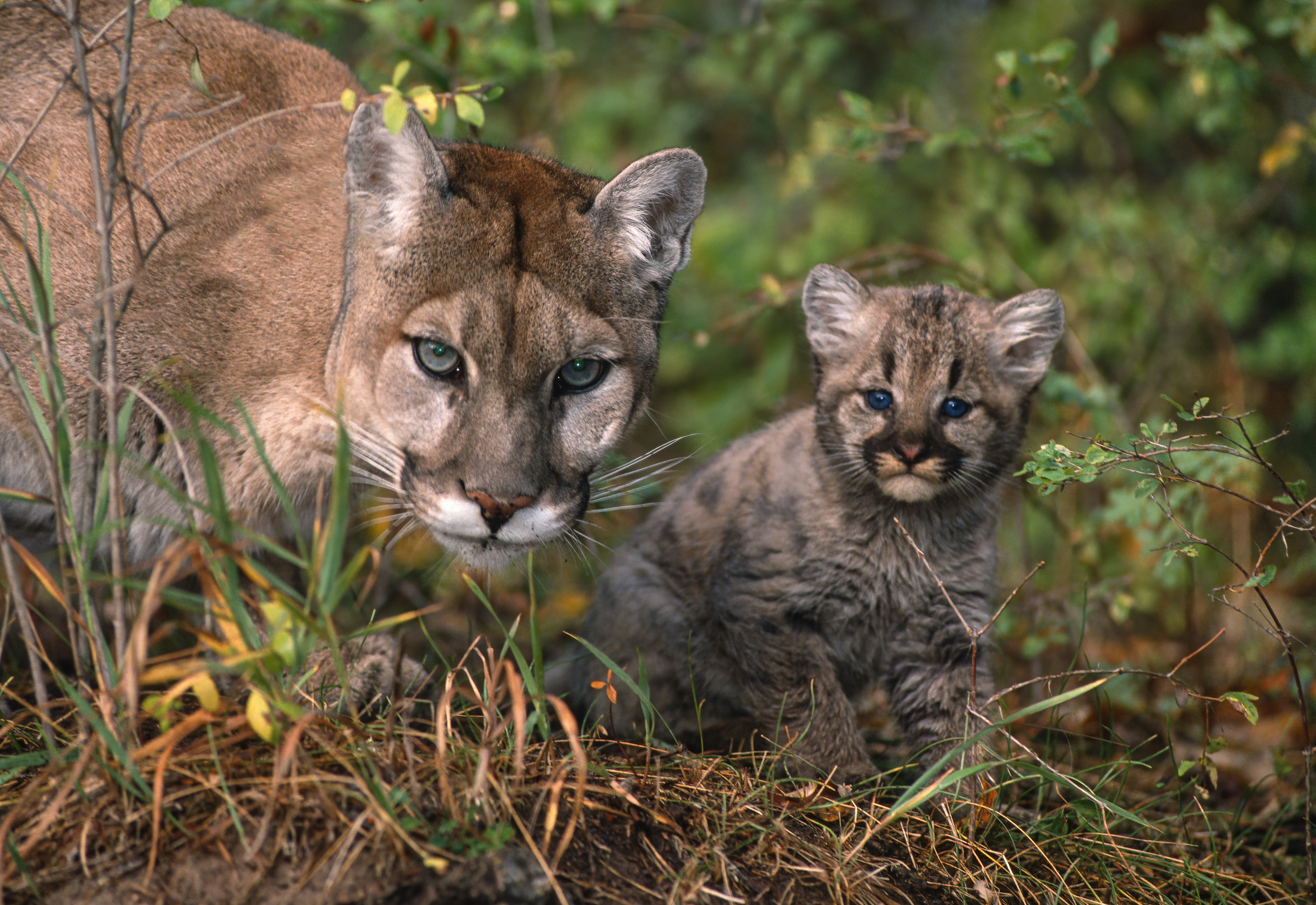 Mother cougar and her kit - Gerald Corsi image