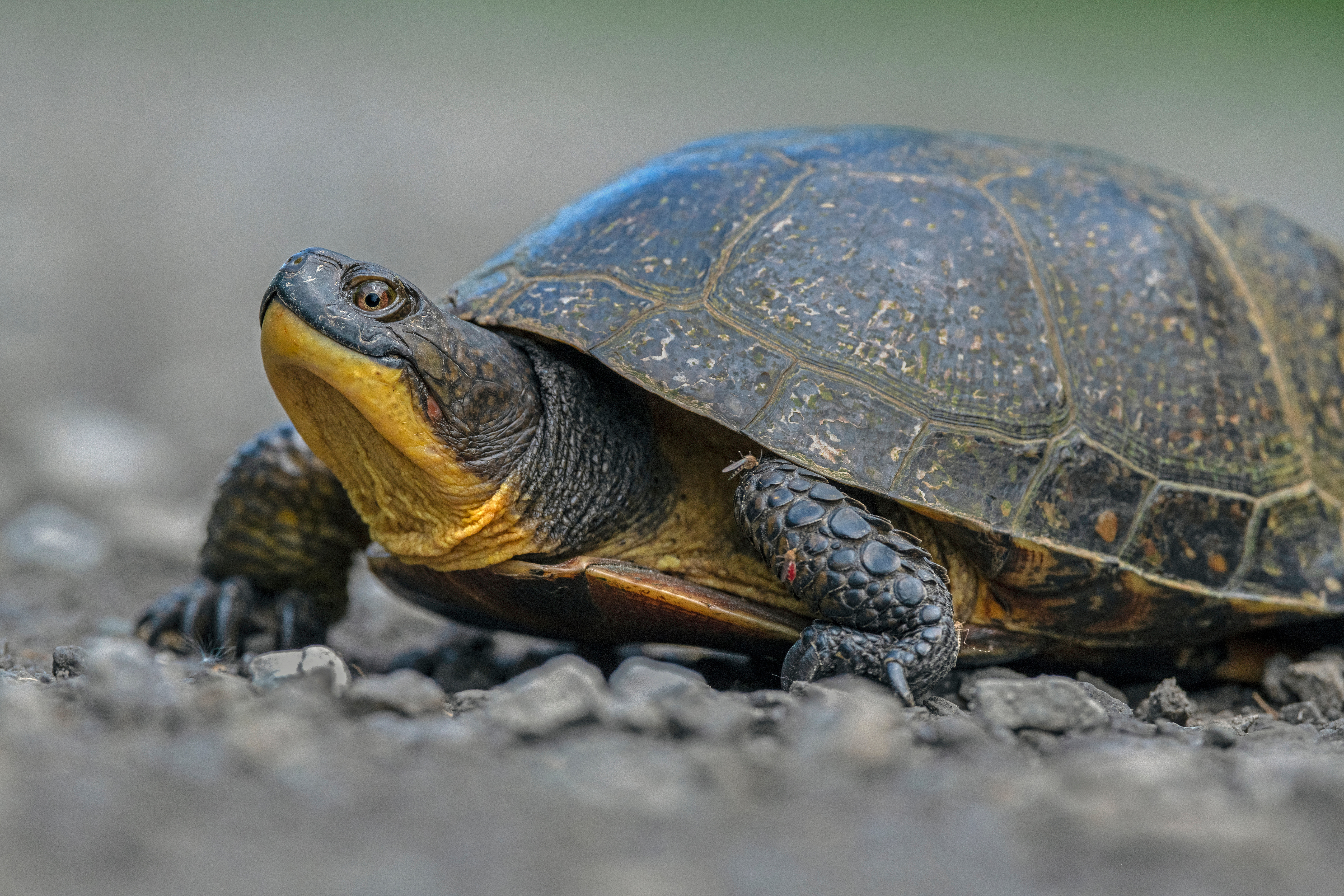 The Endangered Blanding's Turtle