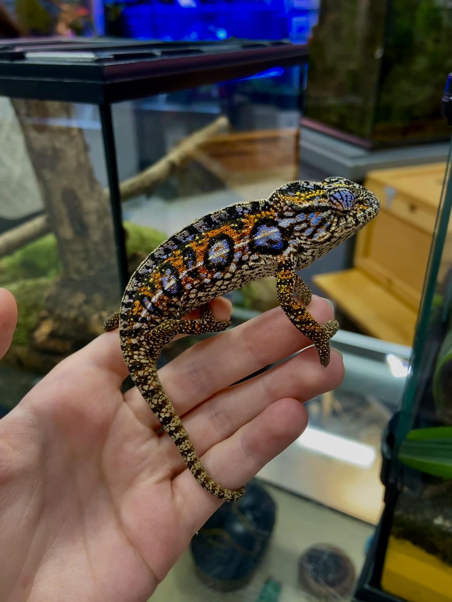 A chameleon lizard with spots being held by a white hand.