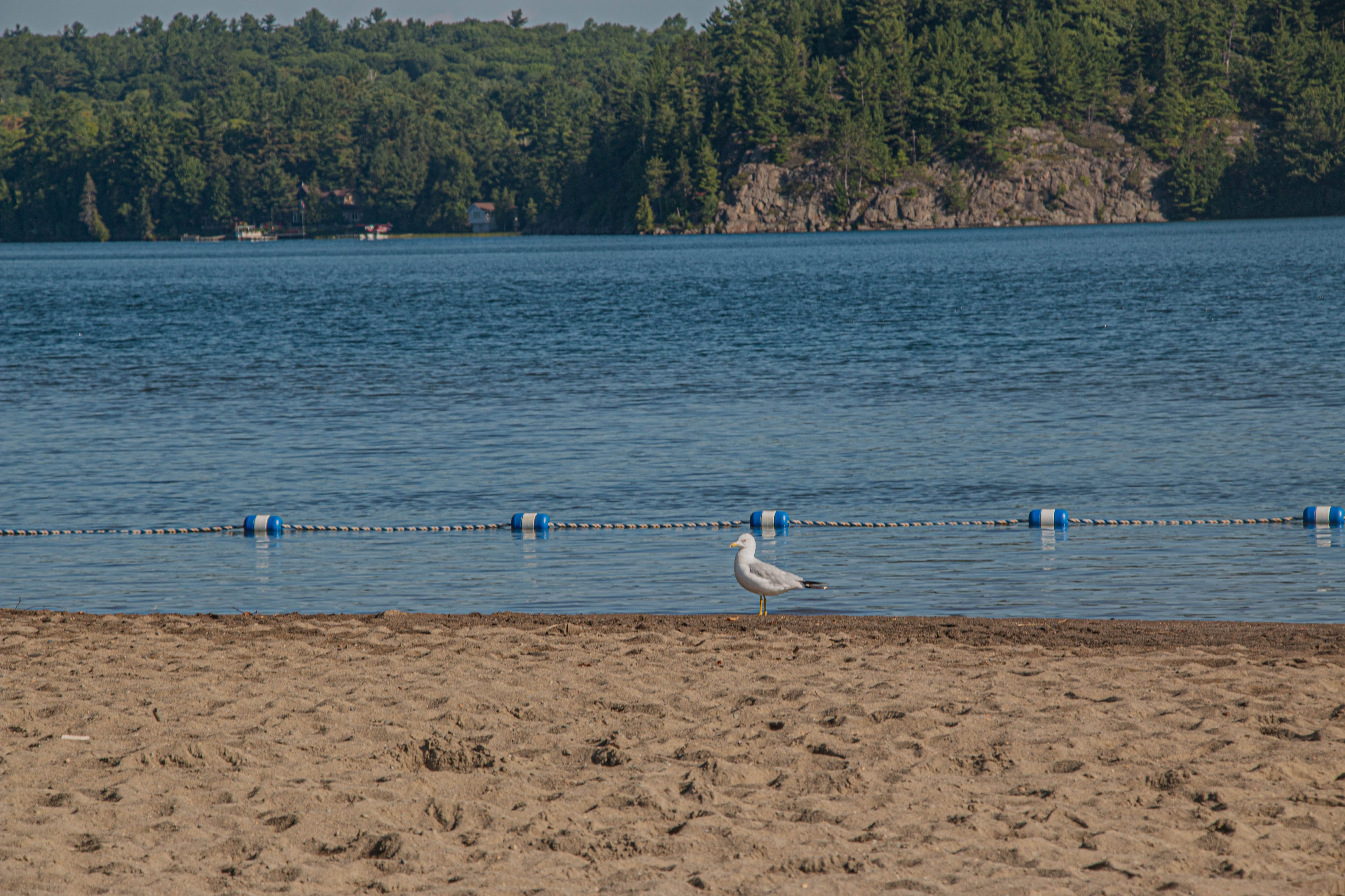 A sandy beach in Sudbury with a seagull by the waterline. 