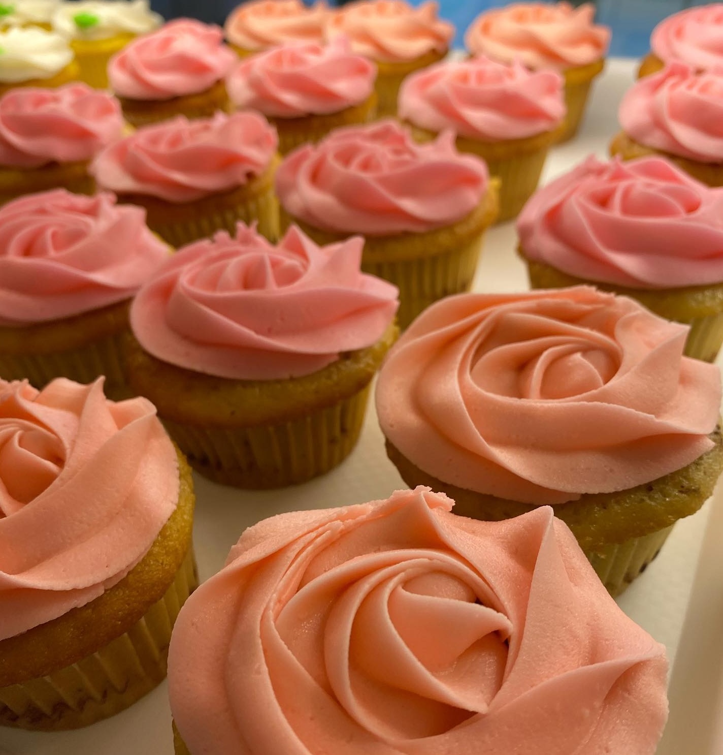 Persian Cupcakes from Milk and Water Baking Co. in Thunder Bay; rows of small, delicious looking cupcakes with rosettes of pink frosting.