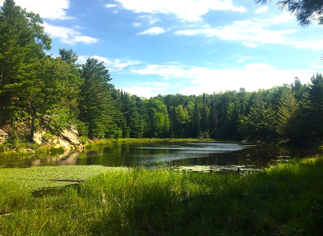 a marshy lake at Restoule Provincial Park, covered in lush green duckweed, bullrushes and surrounded in dense green forest. The sun is shining and the sky is bright blue.