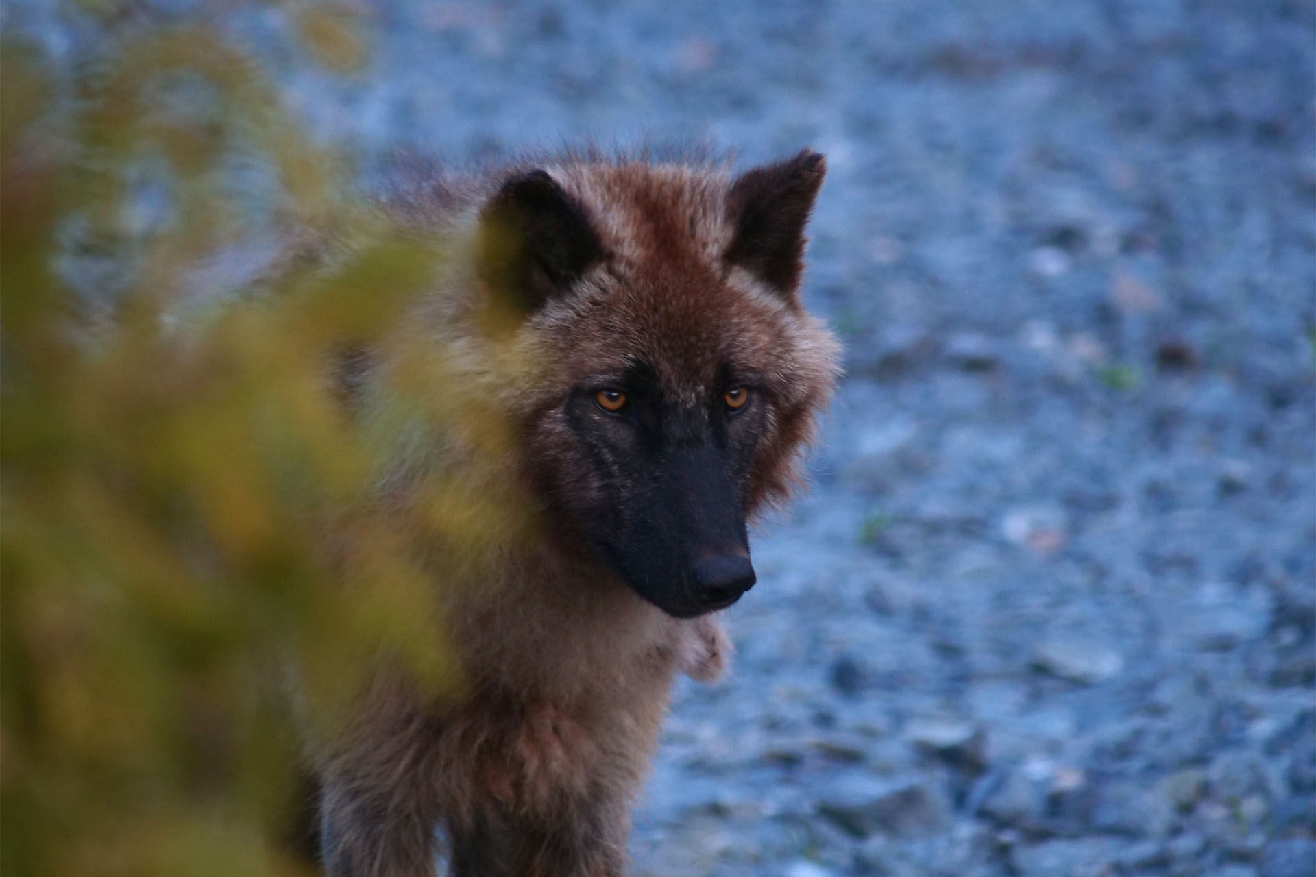 Sleeping With the Wolves at Cedar Meadows in Timmins | Northern Ontario ...