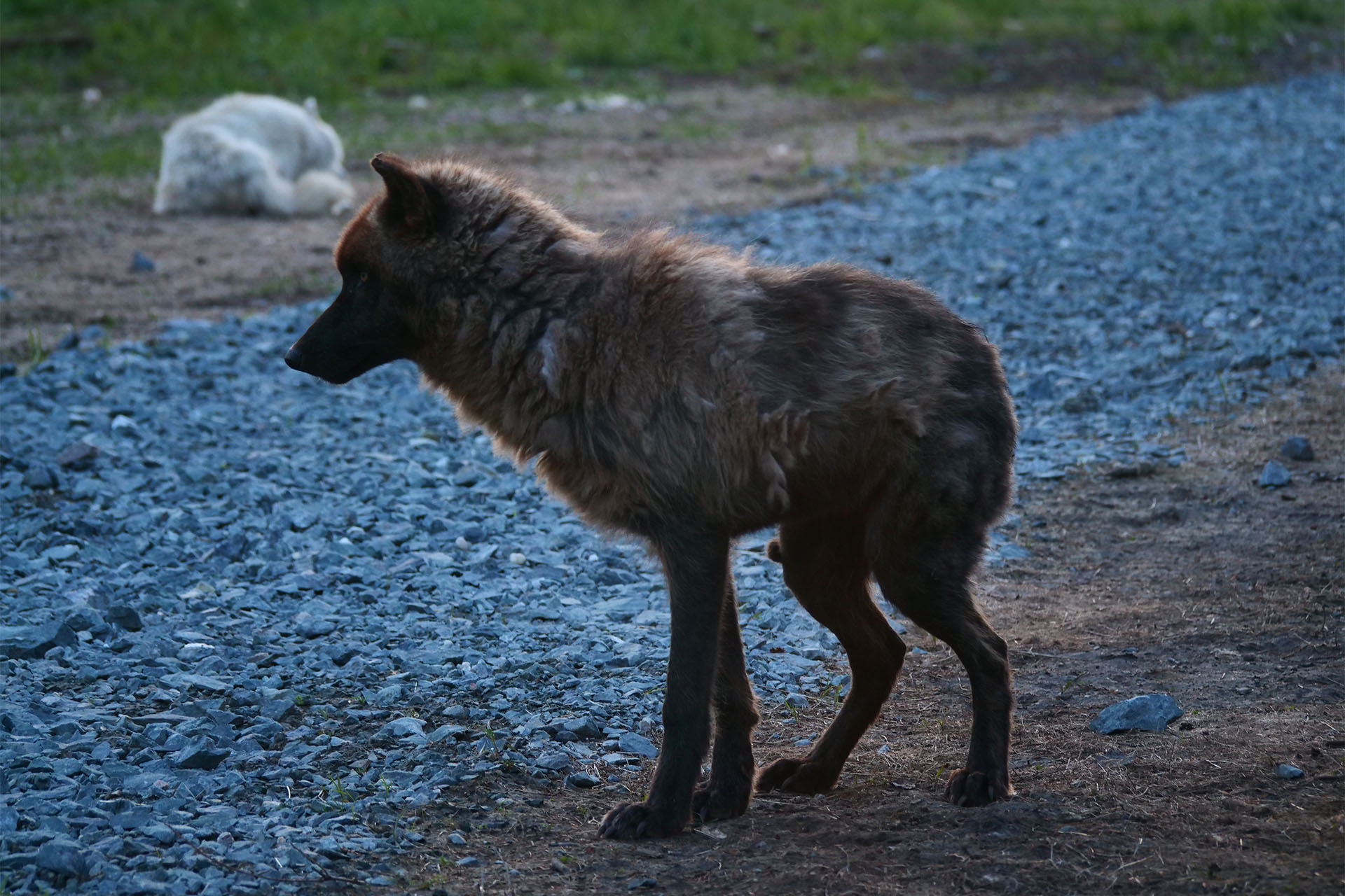 Sleeping With the Wolves at Cedar Meadows in Timmins | Northern Ontario ...