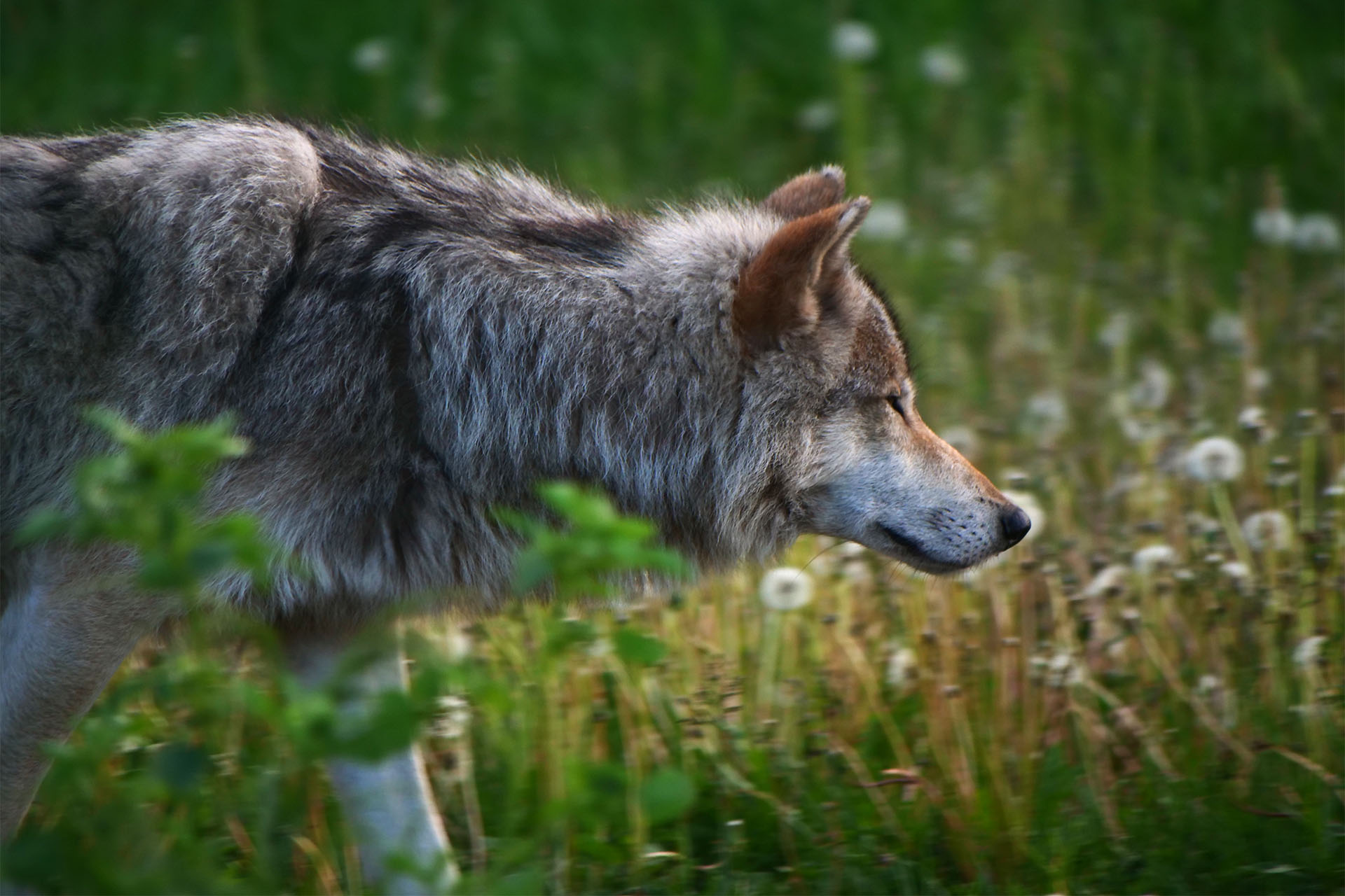 Sleeping With the Wolves at Cedar Meadows in Timmins | Northern Ontario ...