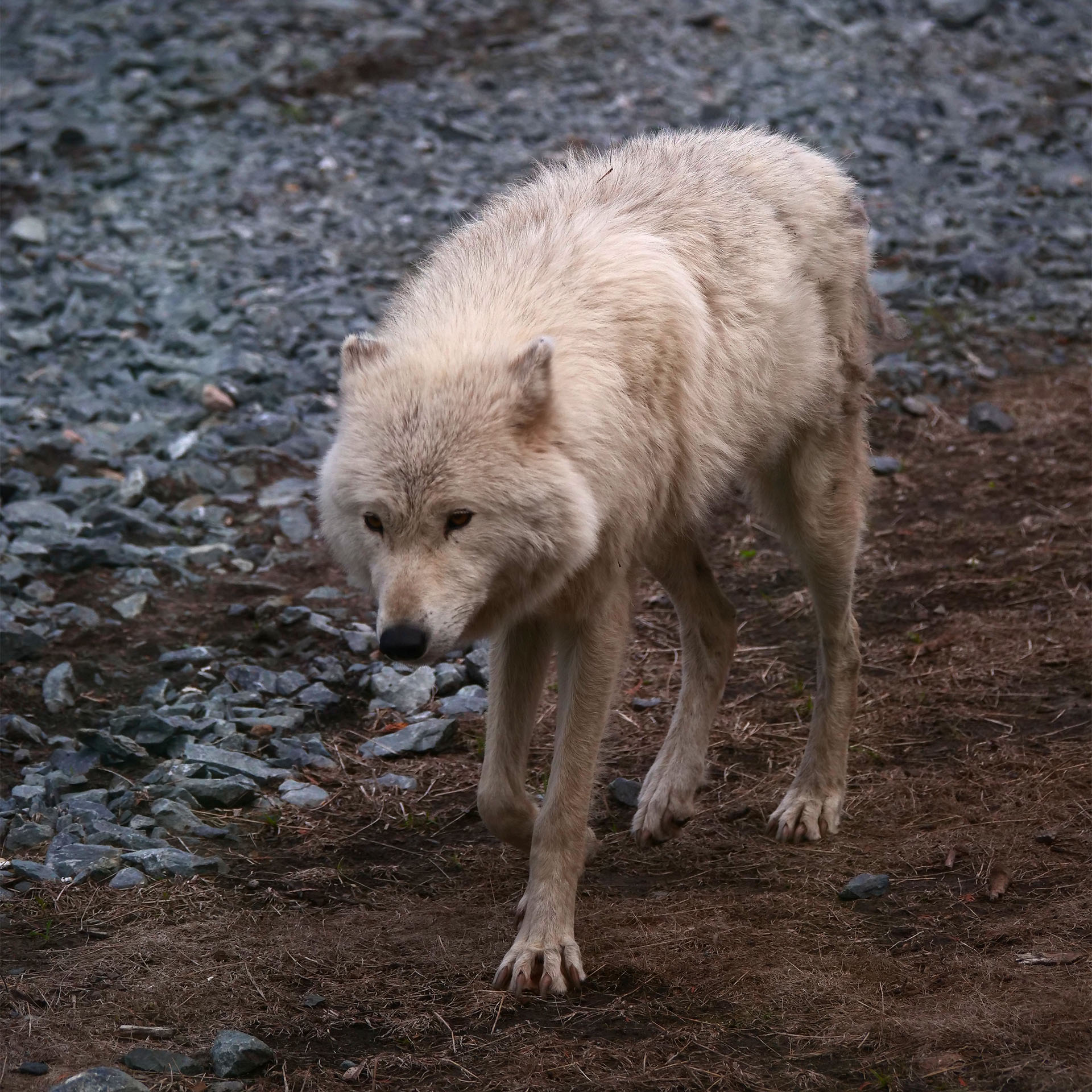 Sleeping With the Wolves at Cedar Meadows in Timmins | Northern Ontario ...