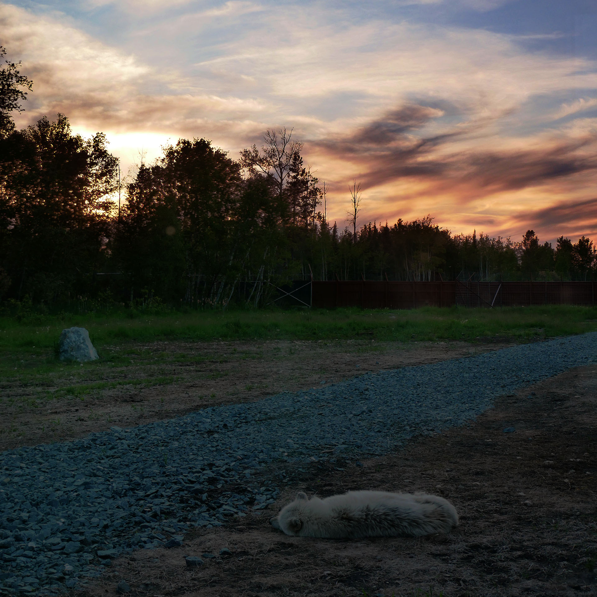 Sleeping With the Wolves at Cedar Meadows in Timmins | Northern Ontario ...