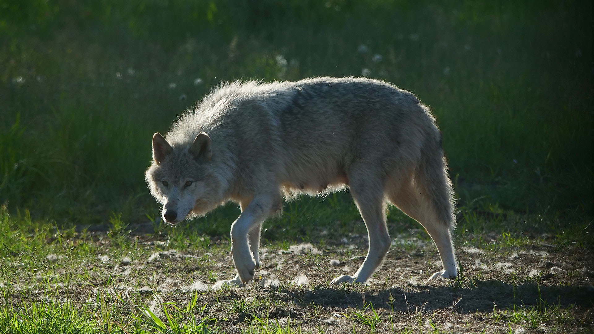 Sleeping With the Wolves at Cedar Meadows in Timmins | Northern Ontario ...