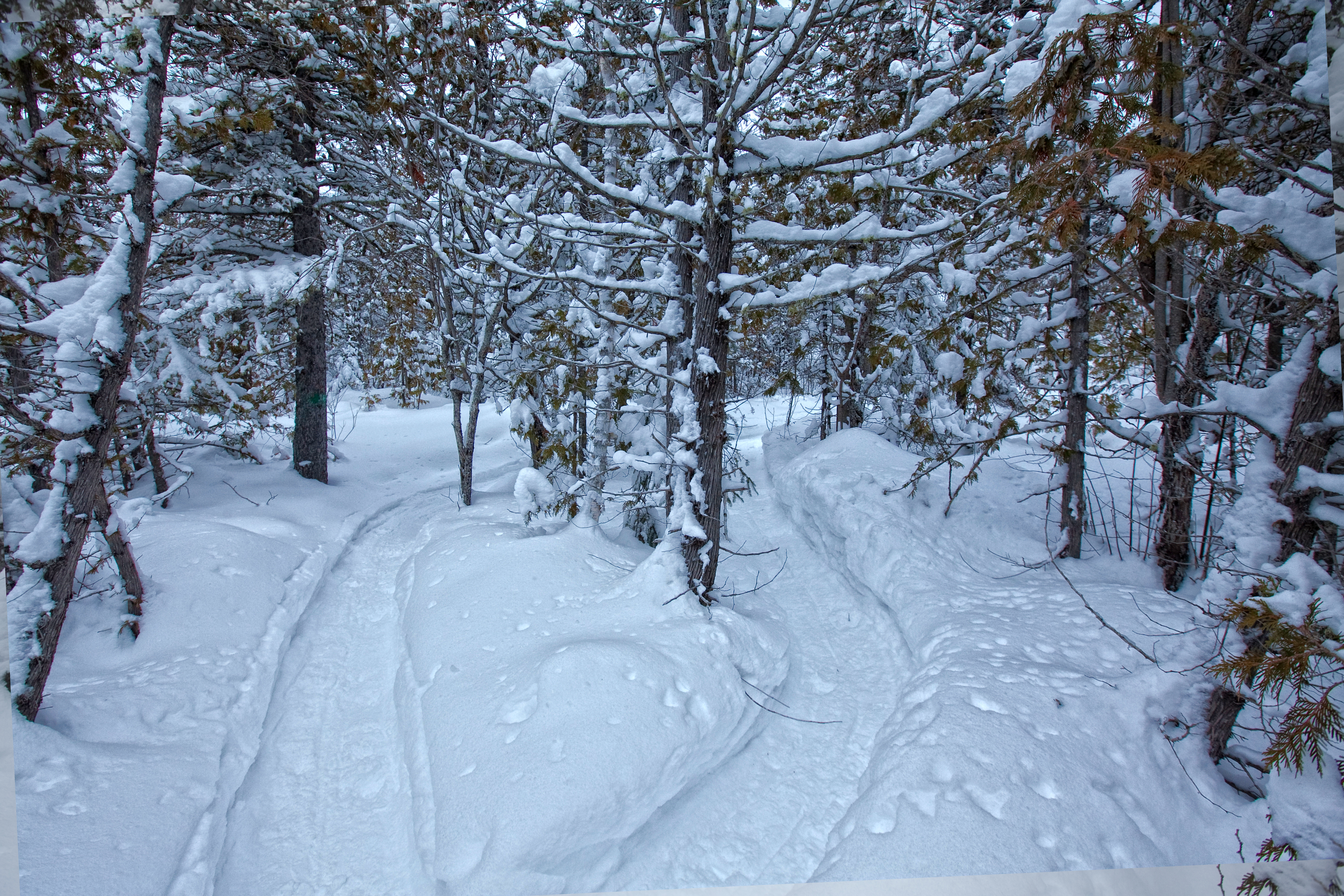 a glimpse of the snow-covered snowshoe trail which goes in between the trees of the forests in the City of Timmins