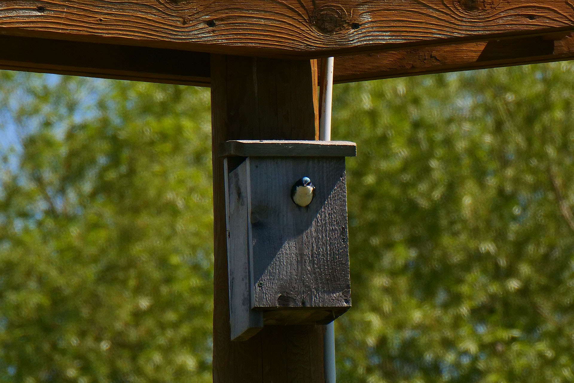 A small bluebird sitting in the entrance to a wooden box birdhouse mounted to a wooden pole at Gillies Lake.