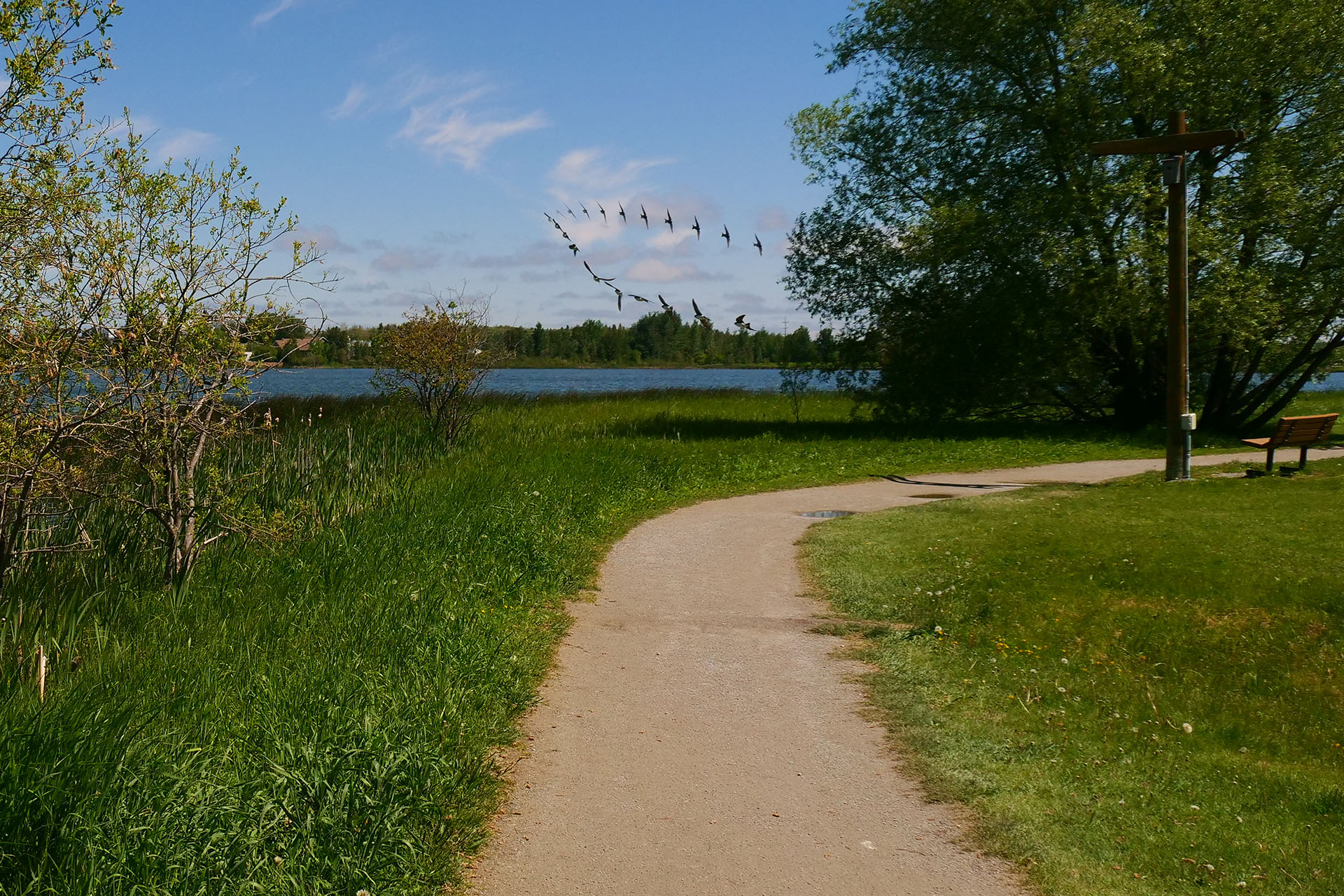 A paved walking trail at Gillies Lake, curving along the water and edged by green trees and grass.