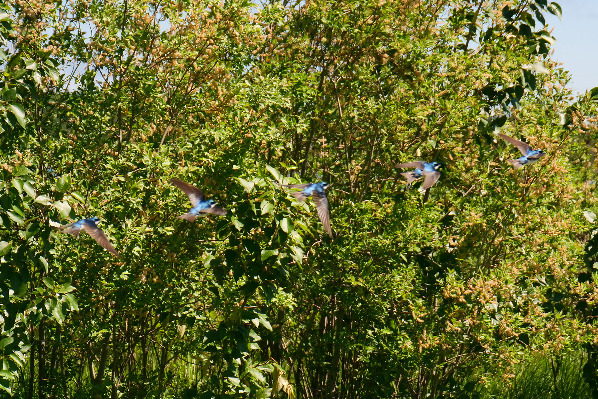 A line of 5 bluebirds taking flight in front of a patch of green trees.