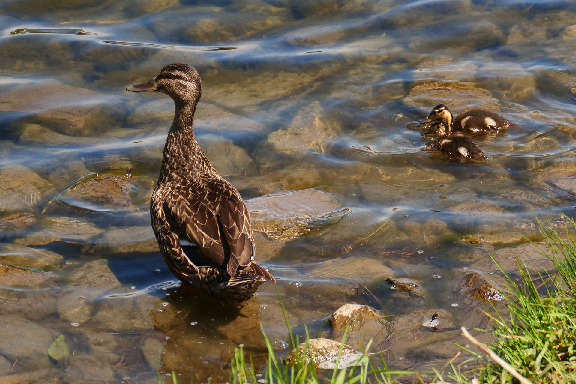 A brown mother and baby duck walking in the rocky, shallow water at Gillies Lake.