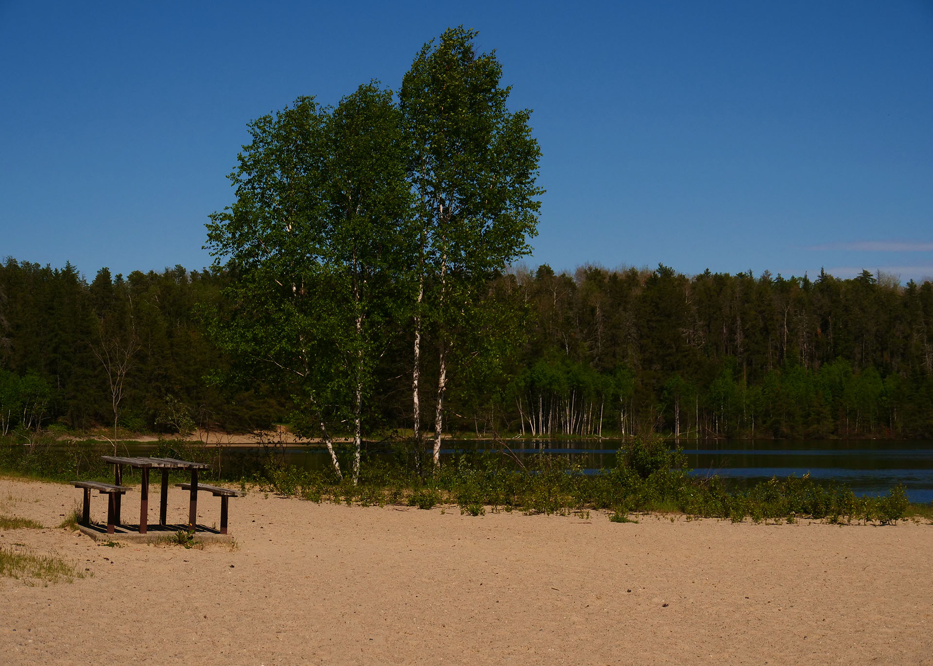 a sandy beach area at Hershey Lake, a with a picnic table and green forest next to it on a sunny day. 