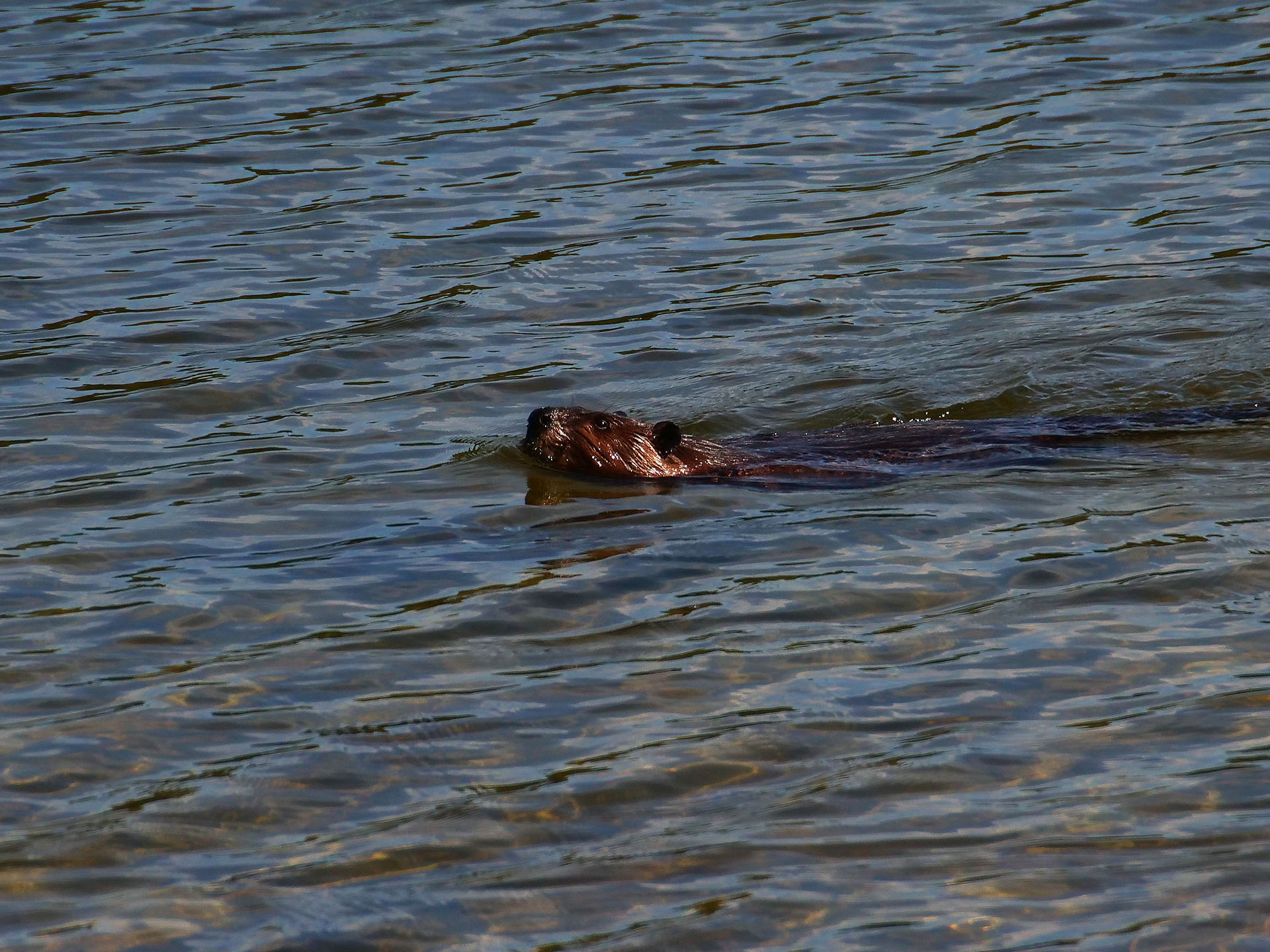 A beaver swimming in the clear waters of Hershey Lake.