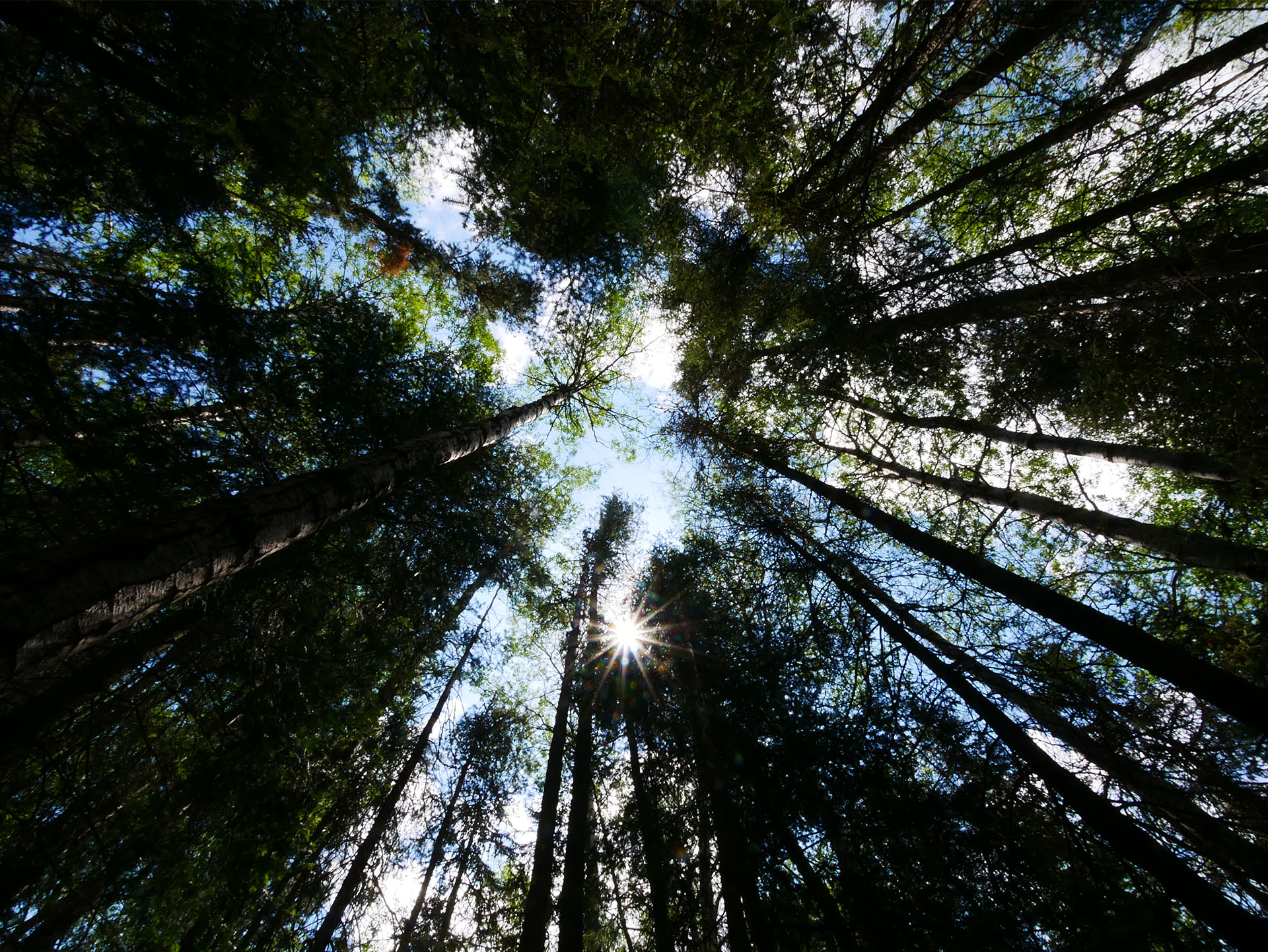 dark, tall thin pines towering straight up towards the clear blue sky creating a sunburst pattern overhead.