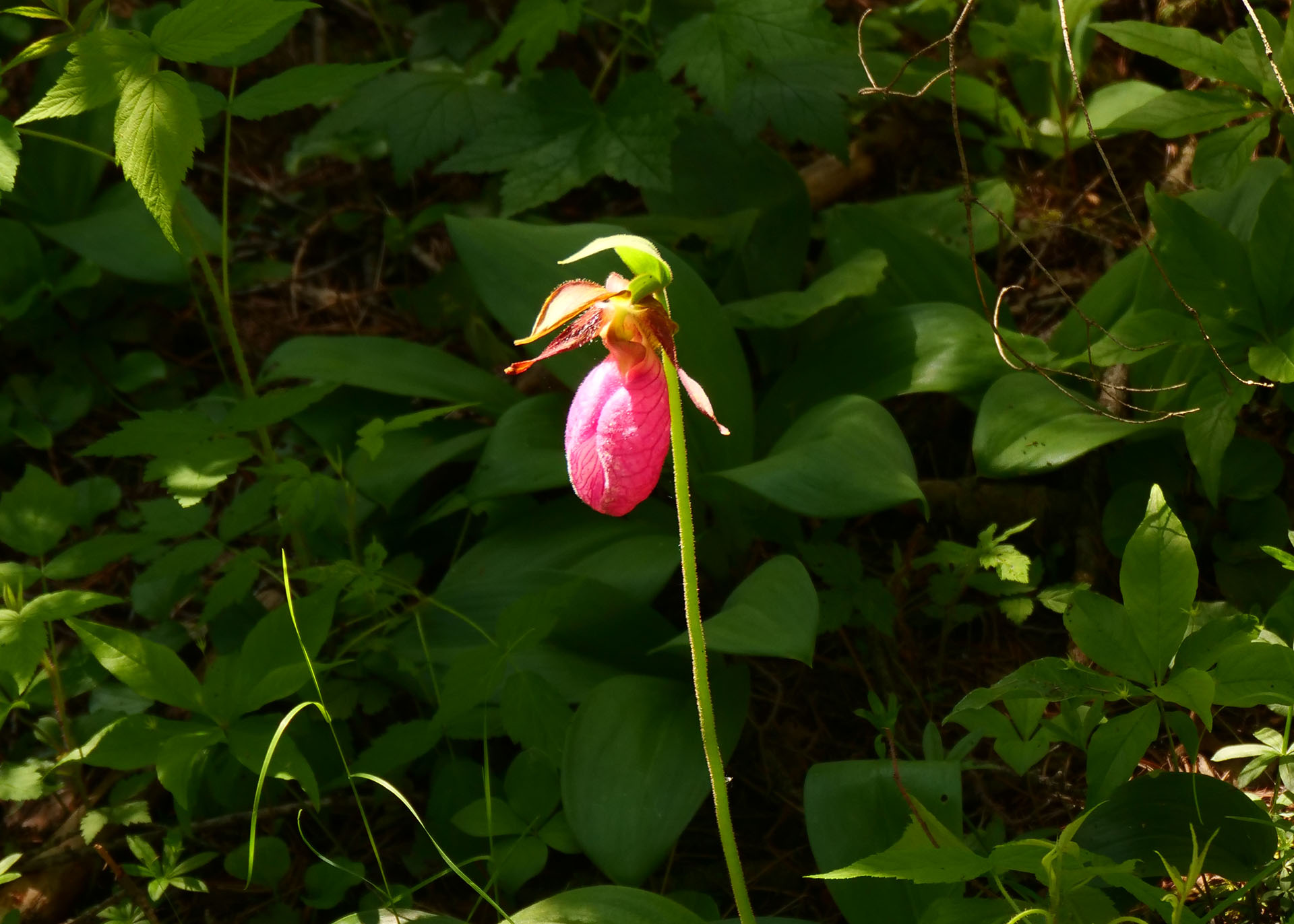 A pink ladyslipper growing along the trail at Hersey Lake.