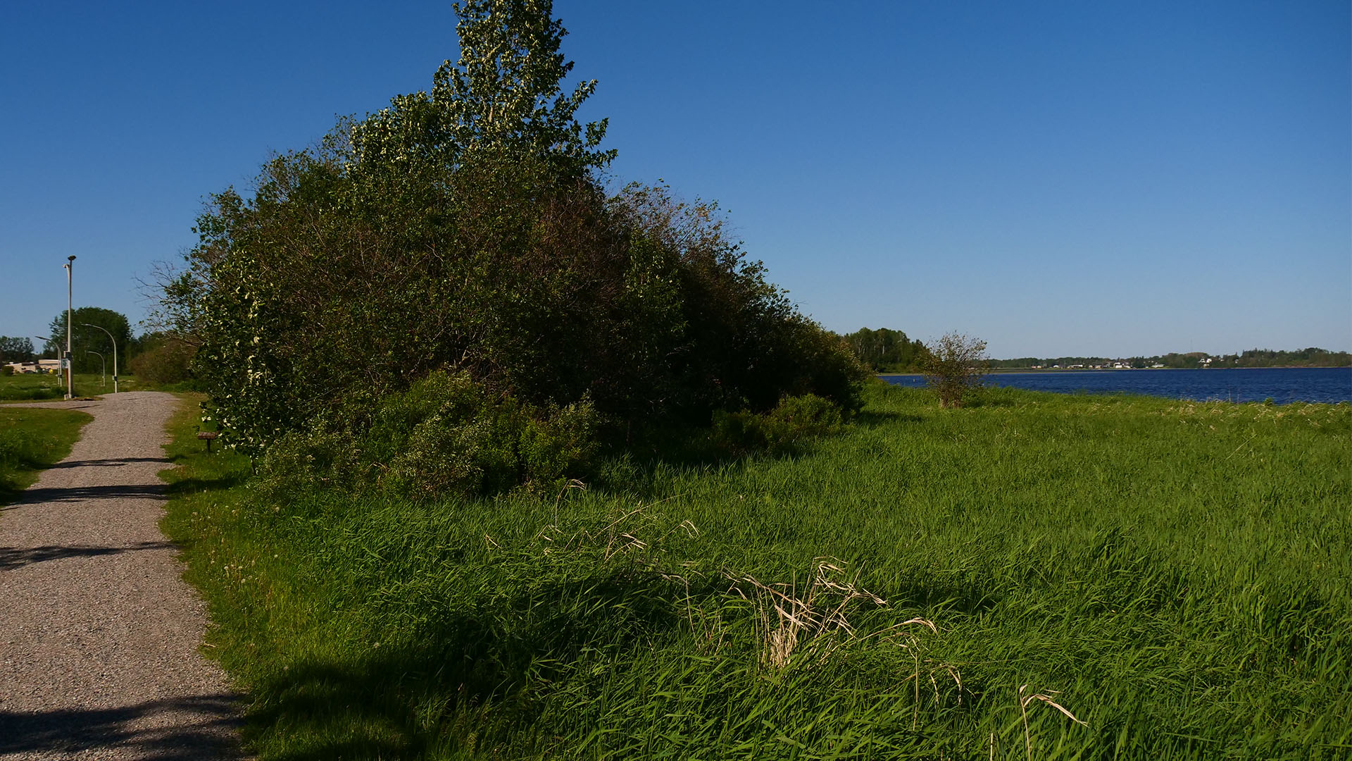 a gravel walking trail next to a green grassy field and trees under a deep blue summer sky.