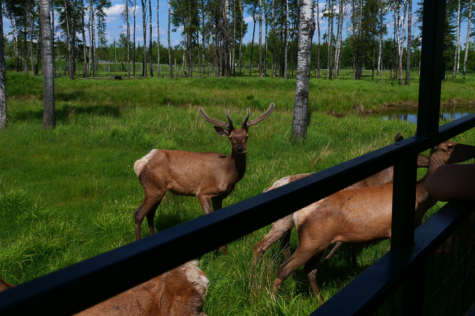 a small herd of elk through a metal fence, approaching for food. They are standing in a lush green field dotted with many tall straight aspen trees.