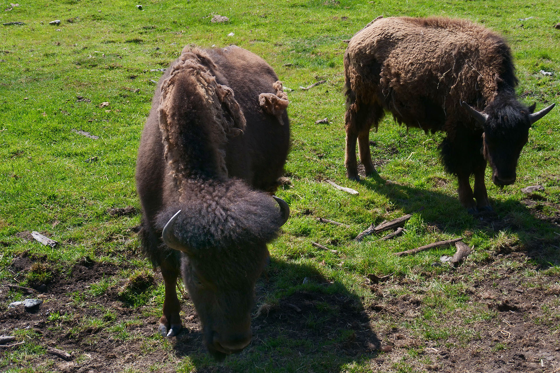 Two bison grazing very near in a green field at Cedar Meadows.