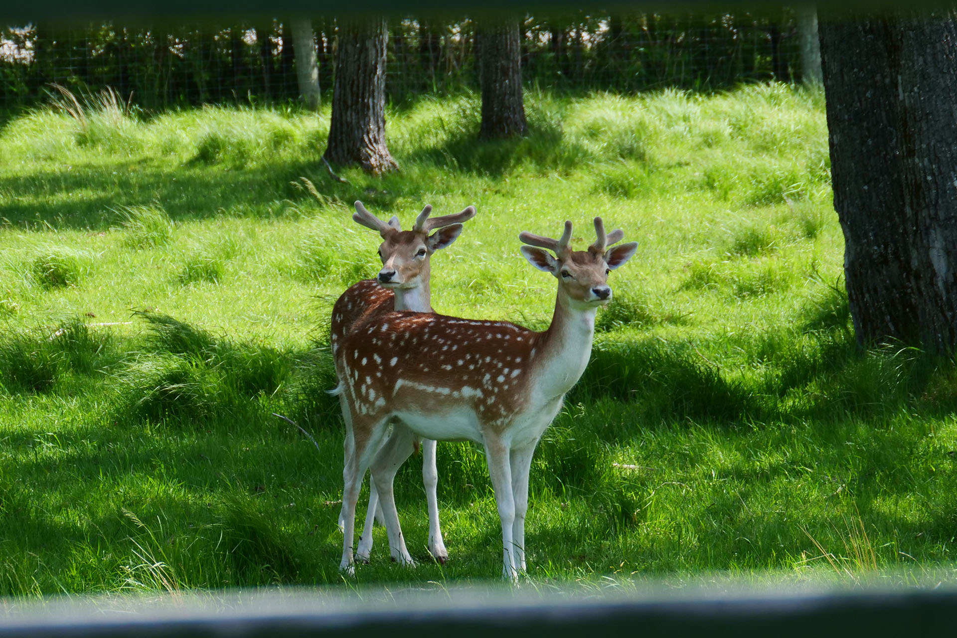 fallow deer looking curious in a lush green sunny field dotted with trees at Cedar Meadows. 