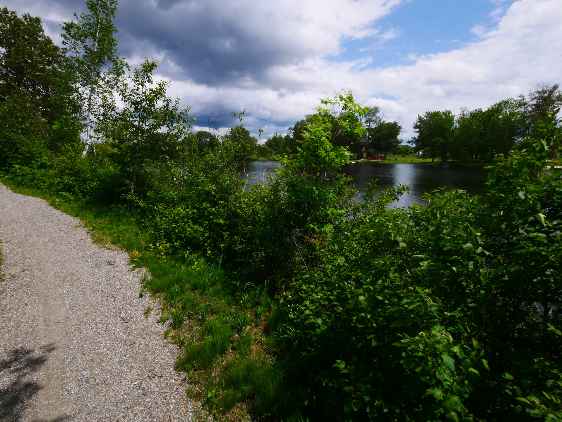 a tidy gravel trail bordered by thick green foliage on a sunny day. 