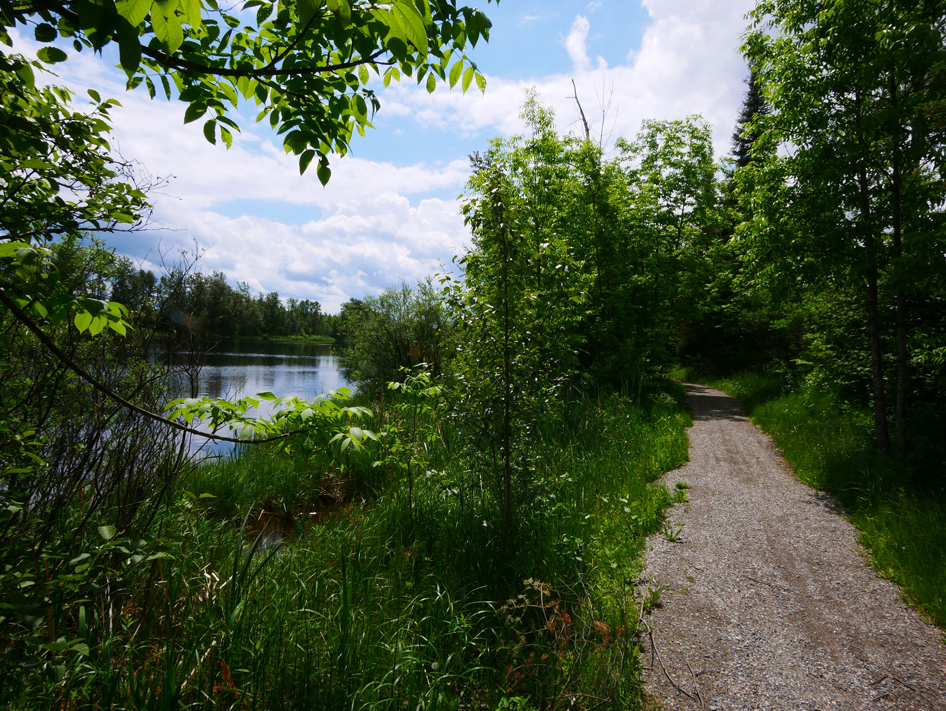 a gravel trail though dense green foliage with a still pond on the left side.