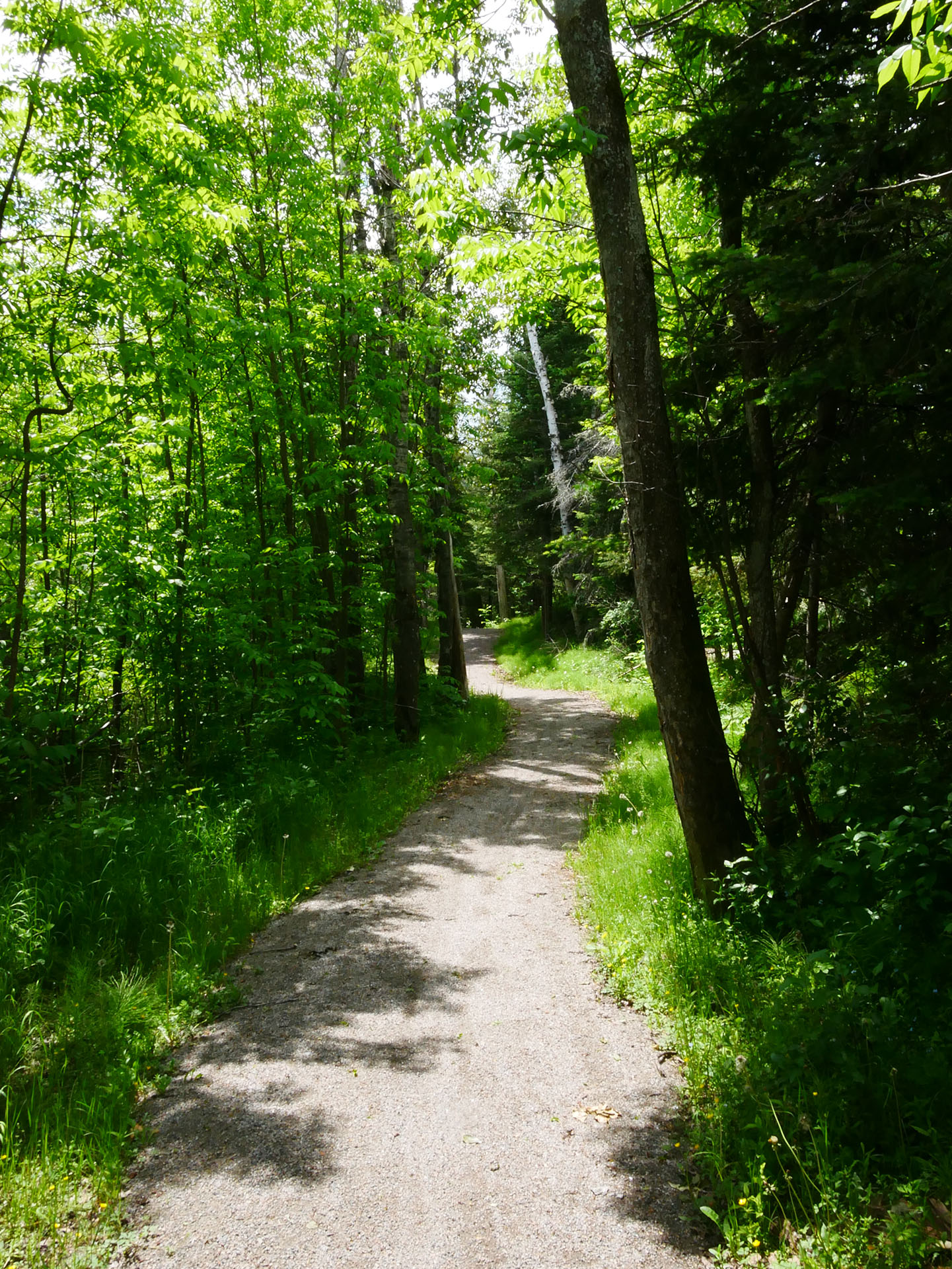 The Bridge to Bridge Trail in Timmins; a gravel trail through vibrant green forest on a sunny day.