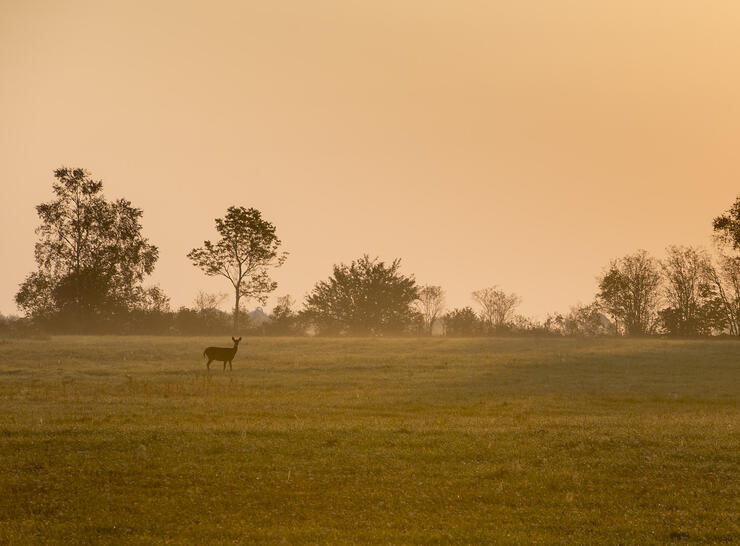 a deer walks in a broad grassy field dotted with green trees during a golden summer sunrise.