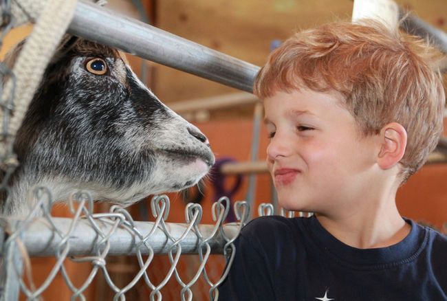 A boy smiles and wrinkles his nose as he sits face to face with a goat, with a fence between them. 