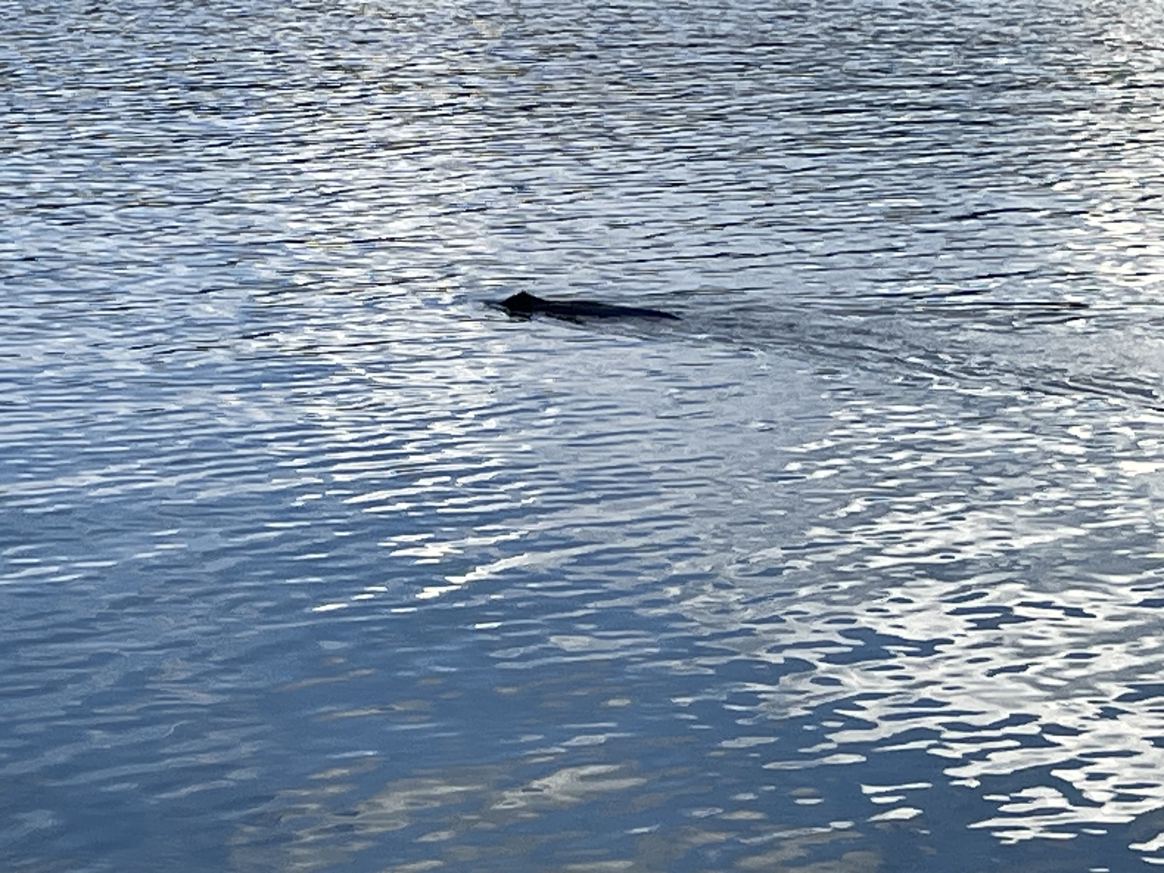 a close-up of a beaver swimming in the water