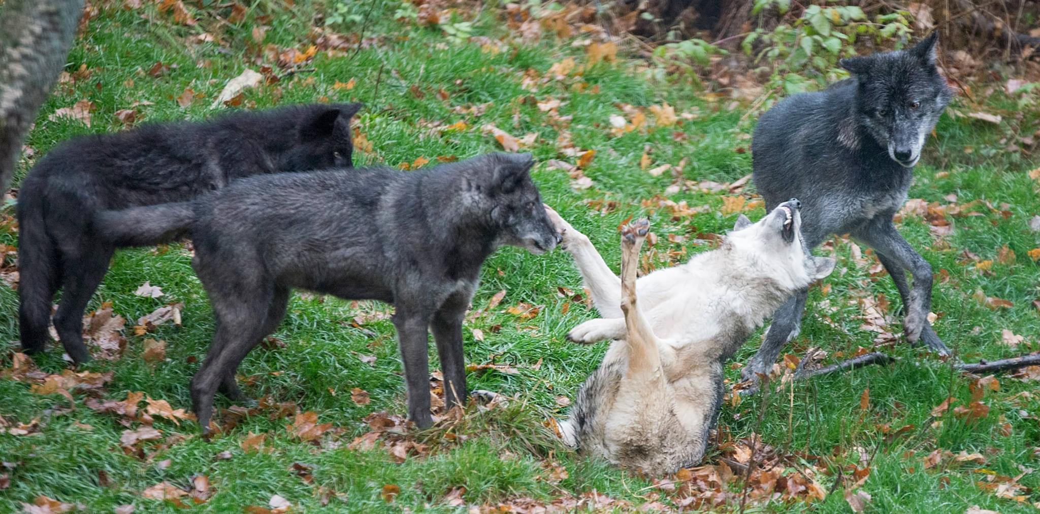 4 wolves playing