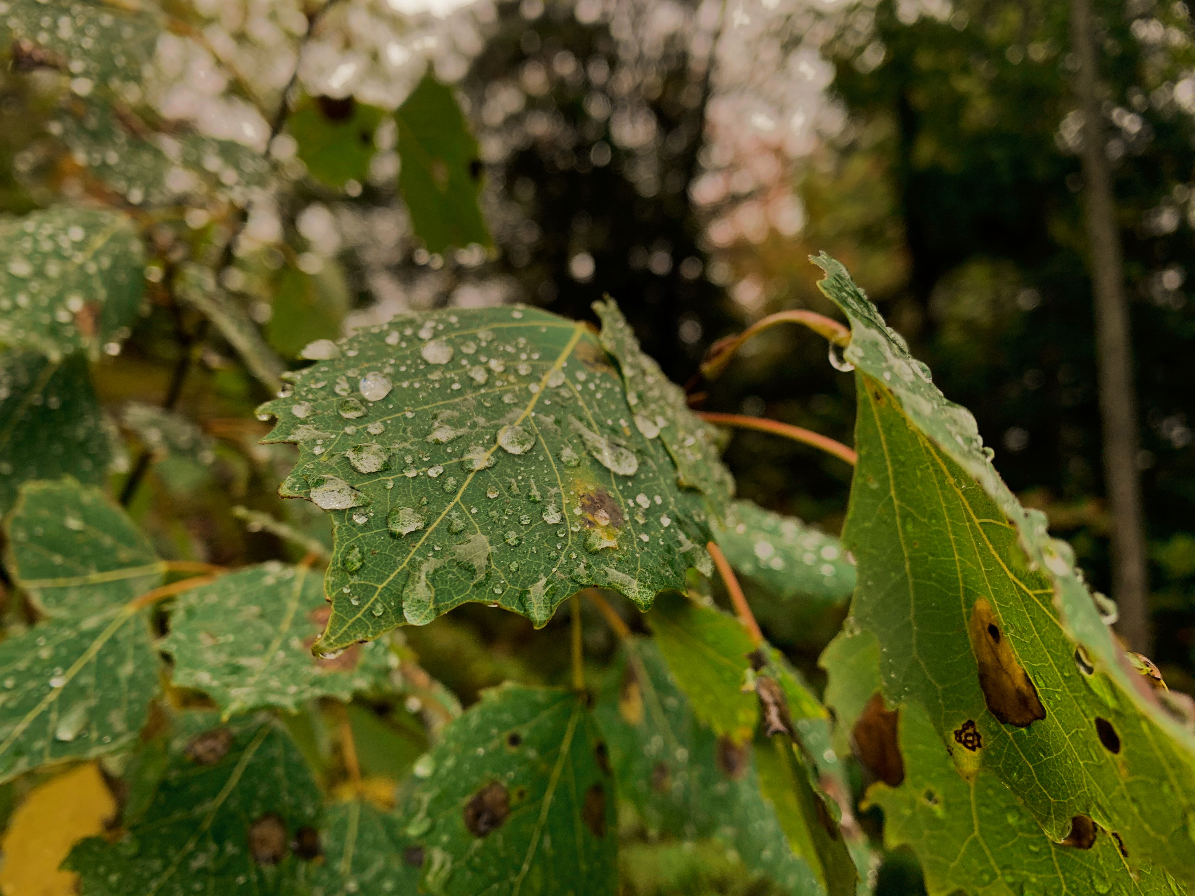 Bright green leaves with raindrops on them